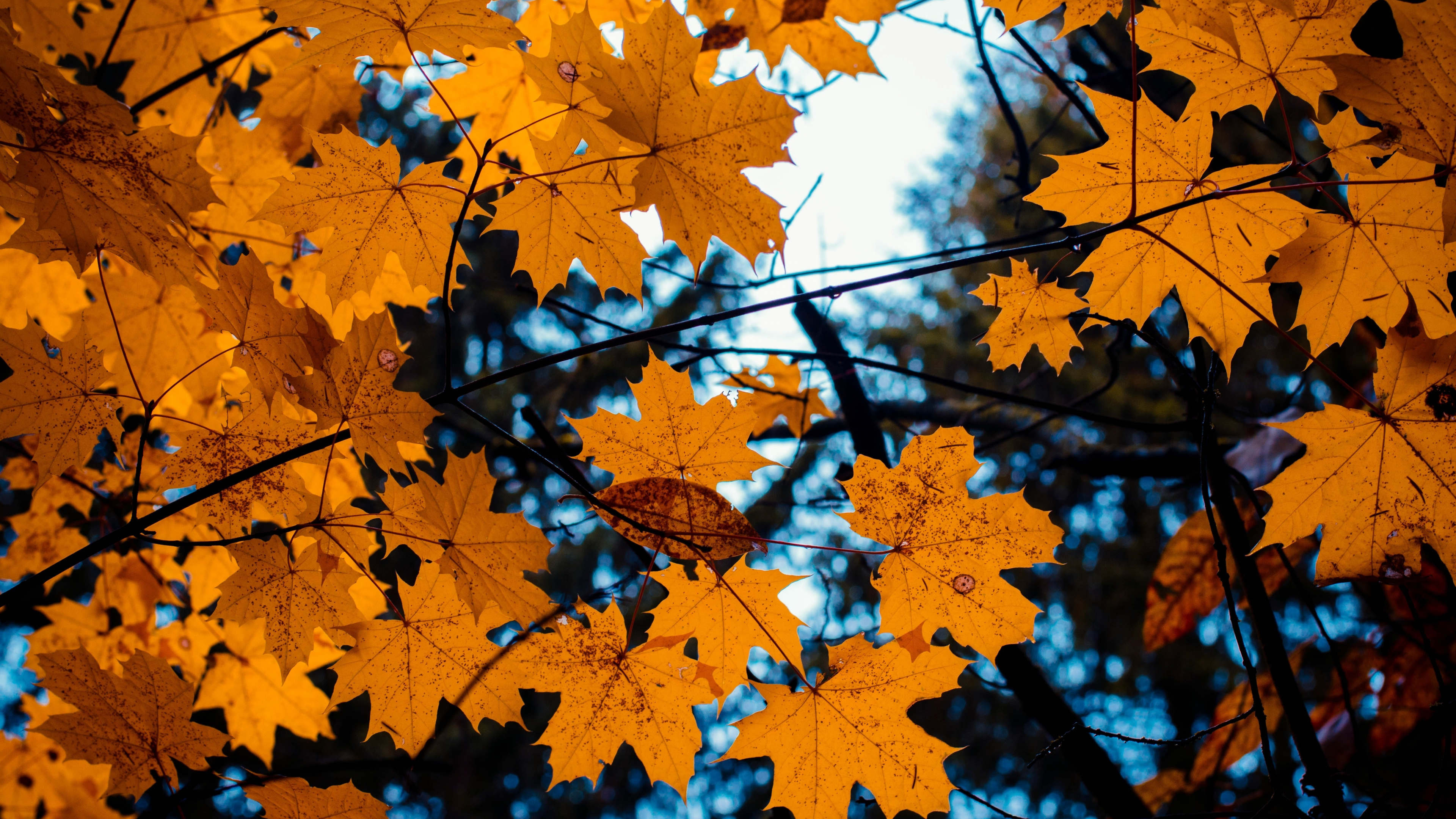 Maple leaves, Yellow tree branch, Autumn vibes, 4K wallpaper, 3840x2160 4K Desktop