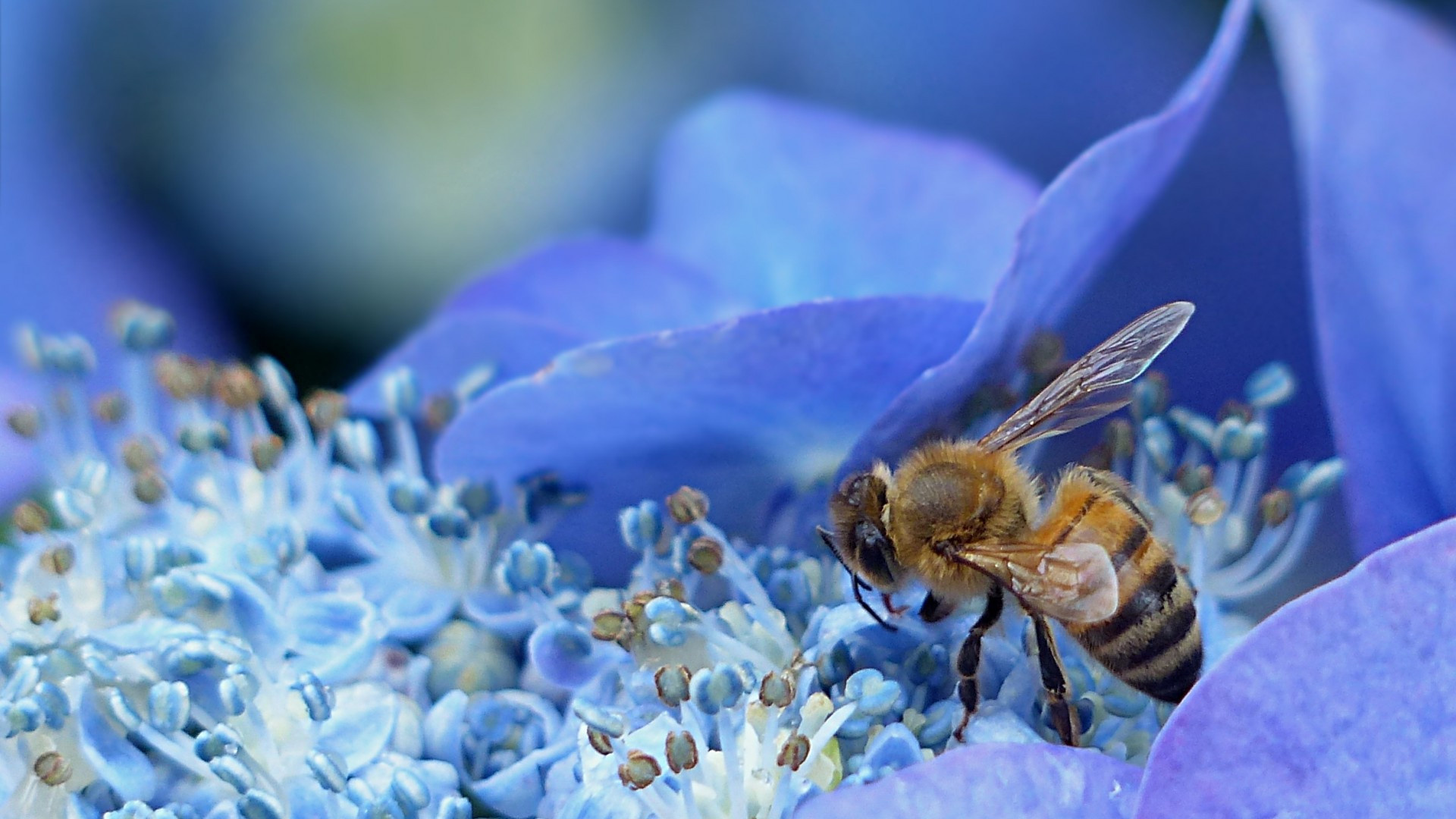 Bee: Pollination, Flower, Petals, Insects. 1920x1080 Full HD Wallpaper.
