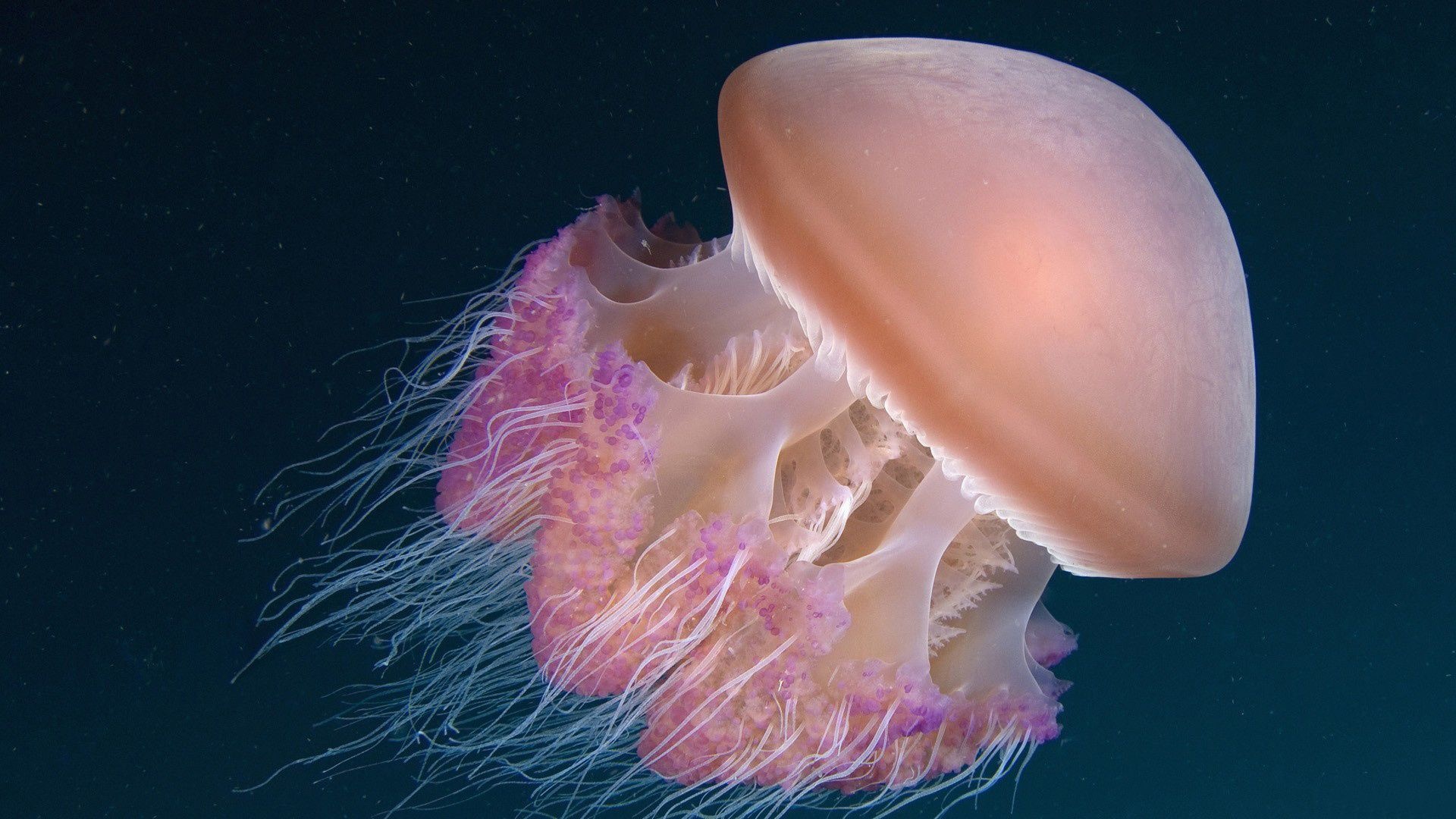 Underwater jellyfish, Oceanic wonders, Deep sea serenity, Captivating marine creatures, 1920x1080 Full HD Desktop