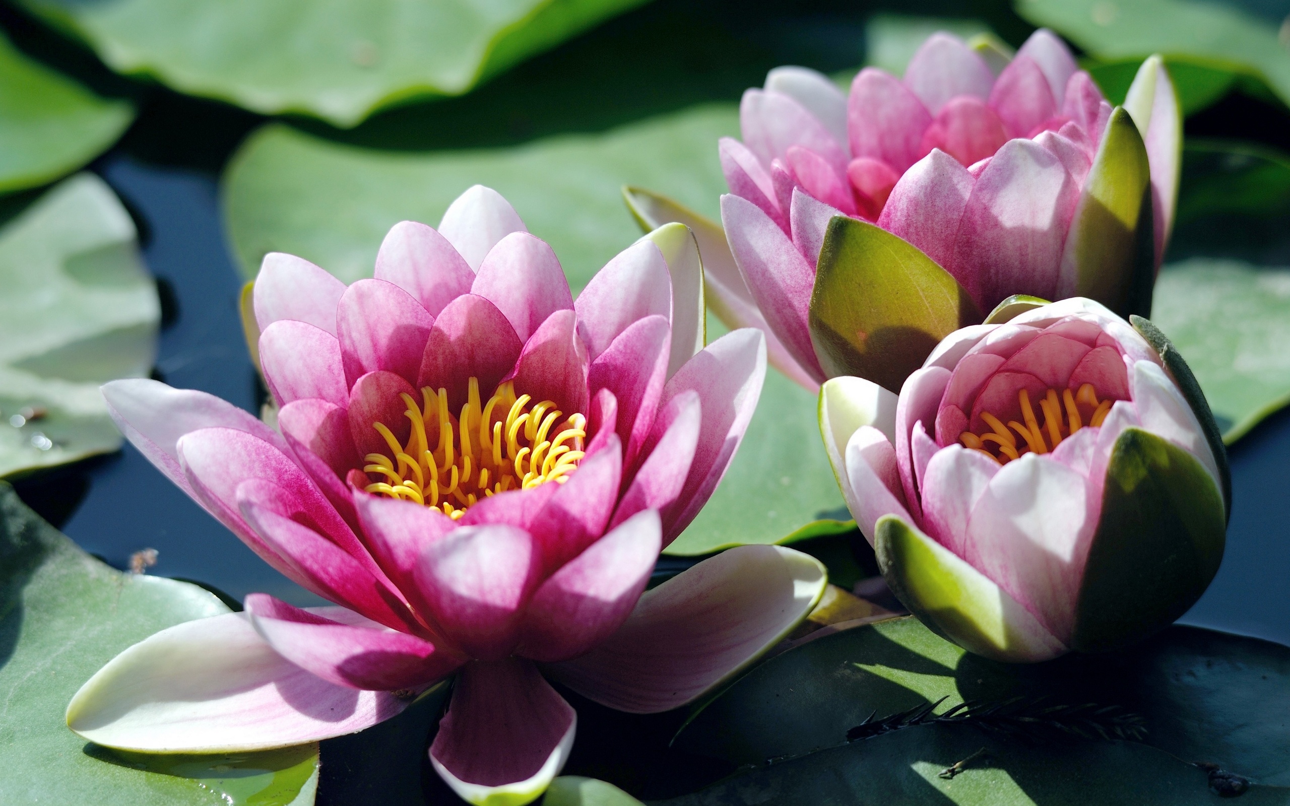 Water Lily, Serene background, Nature photography, HD wallpaper, 2560x1600 HD Desktop
