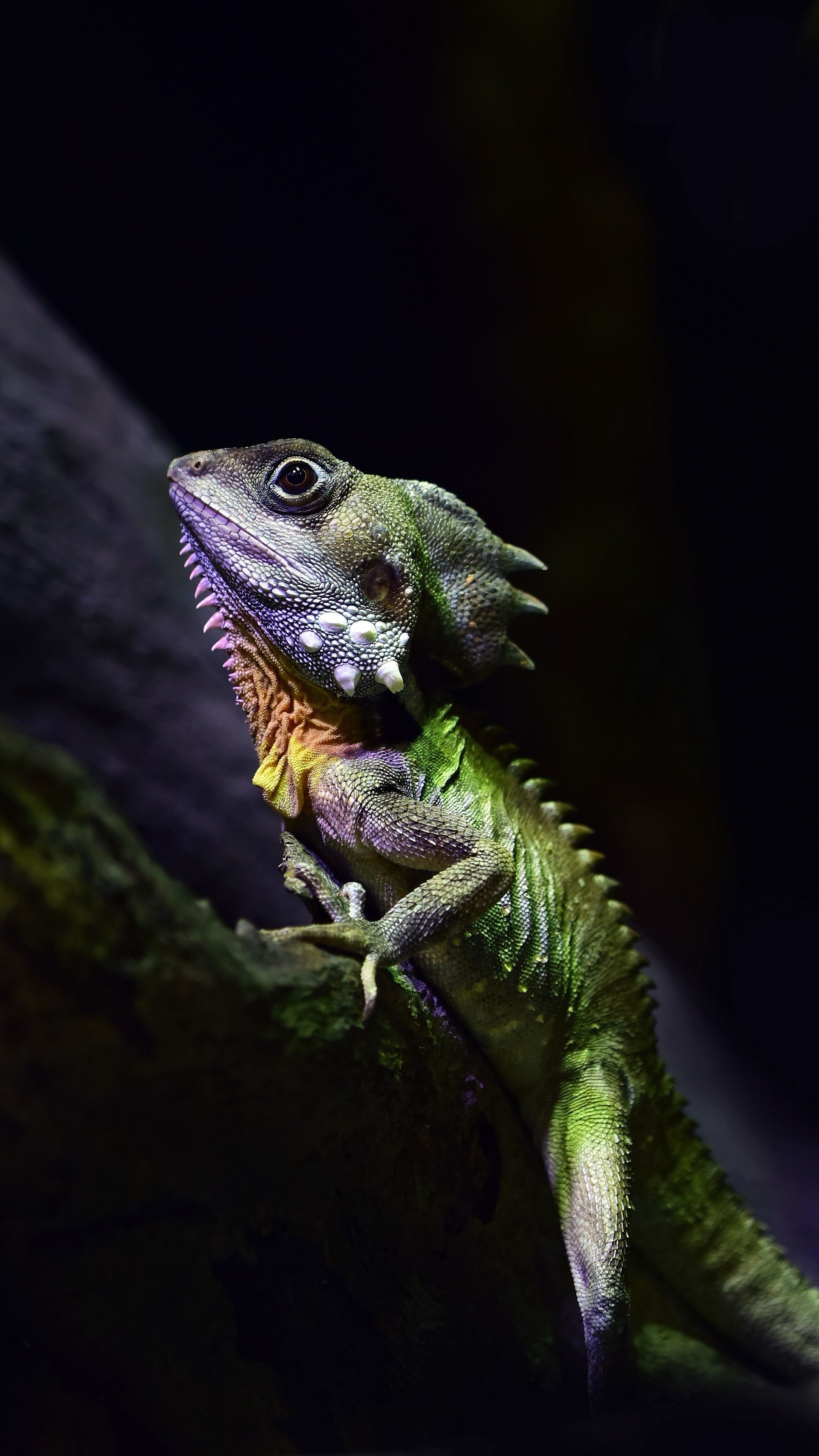 Lizard photos, Scale patterns, Sunbathing reptiles, Colorful species, 2160x3840 4K Handy