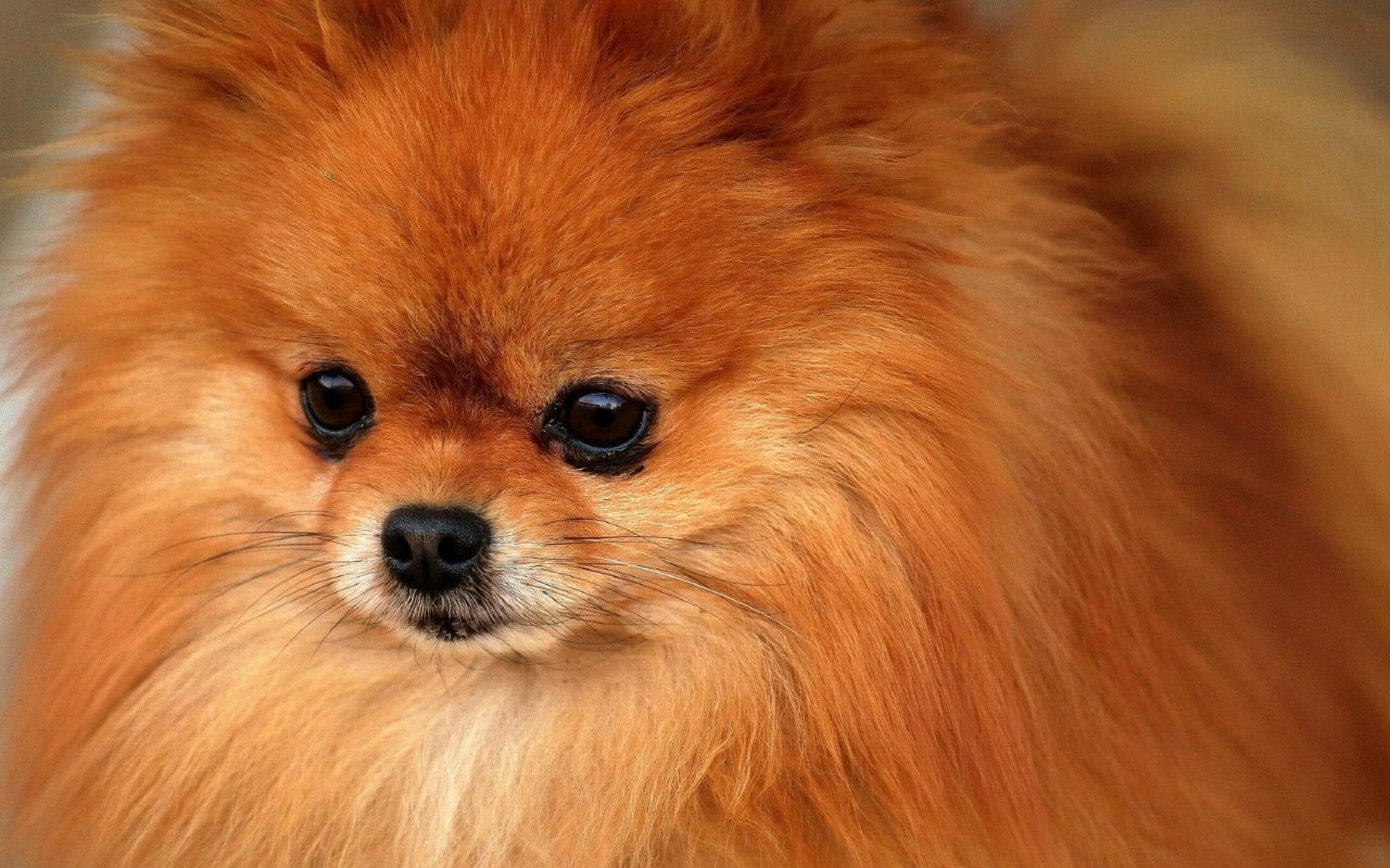 Pomeranian: The breed comes in the widest variety of colors of any dog breed. 2560x1600 HD Wallpaper.