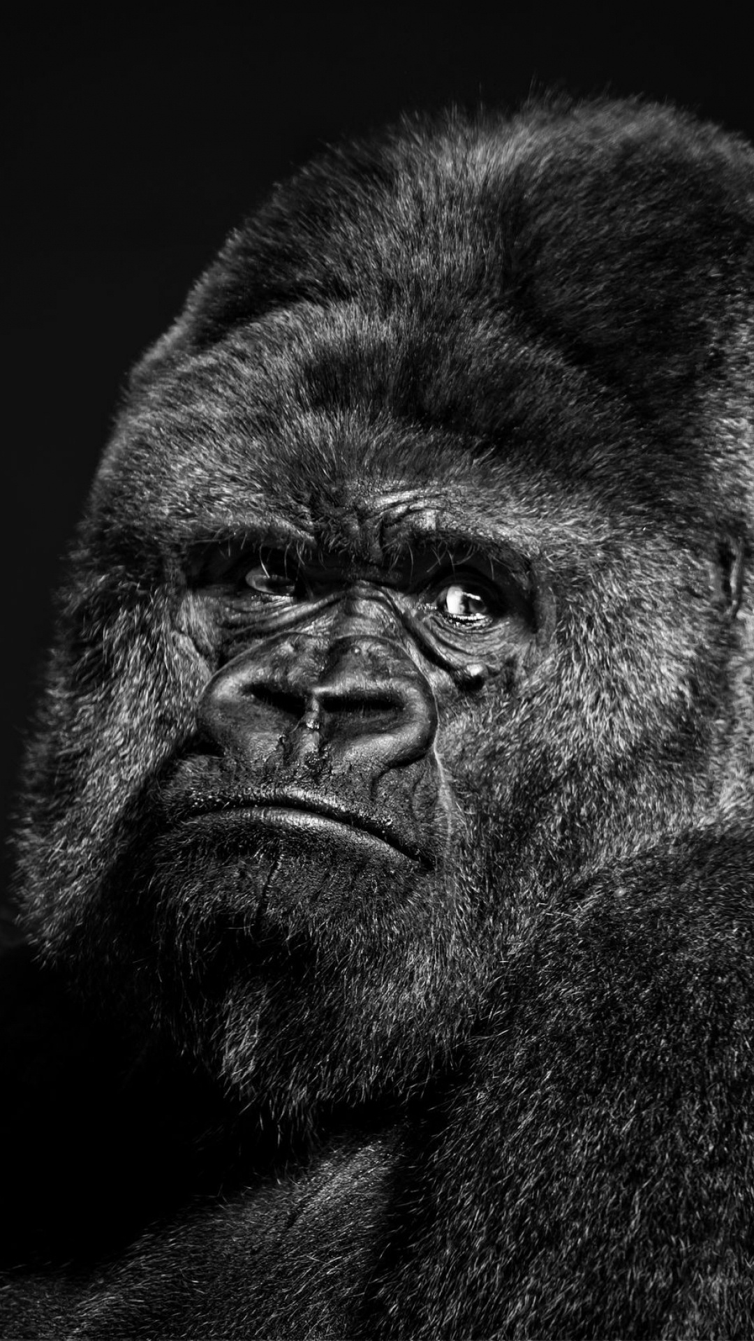 Wild gorilla, Natural habitat, Powerful creature, Wildlife wonder, 1080x1920 Full HD Phone
