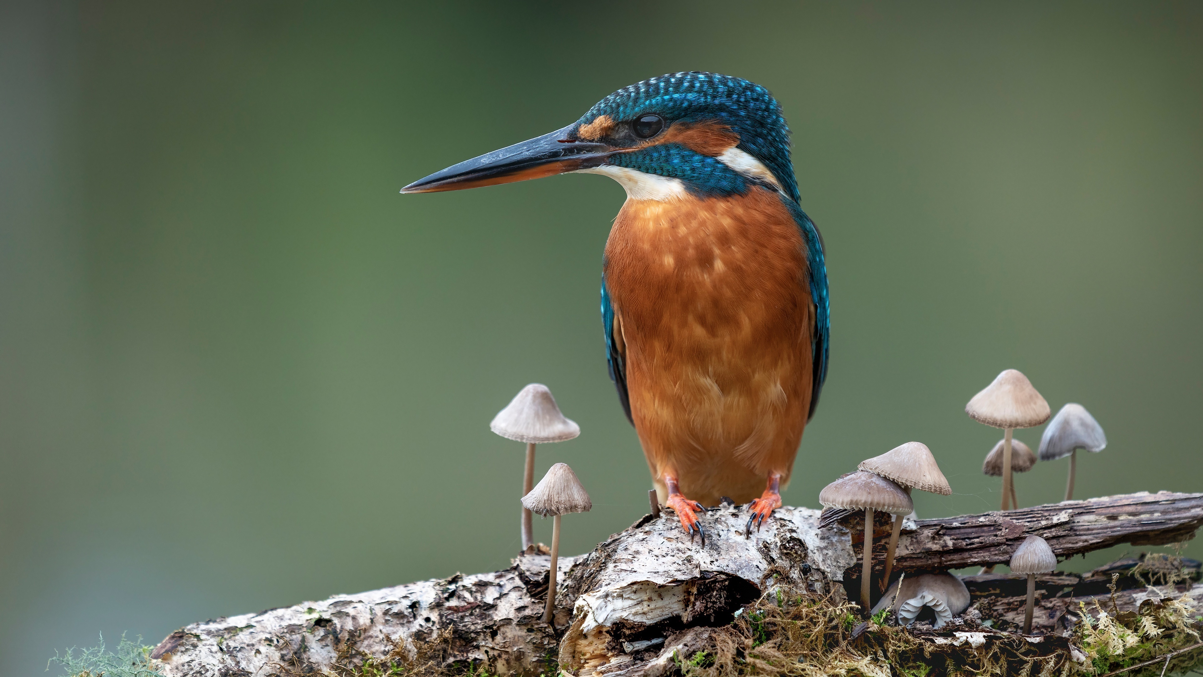 Kingfisher bird, Striking plumage, Majestic creature, Wildlife photography, 3840x2160 4K Desktop