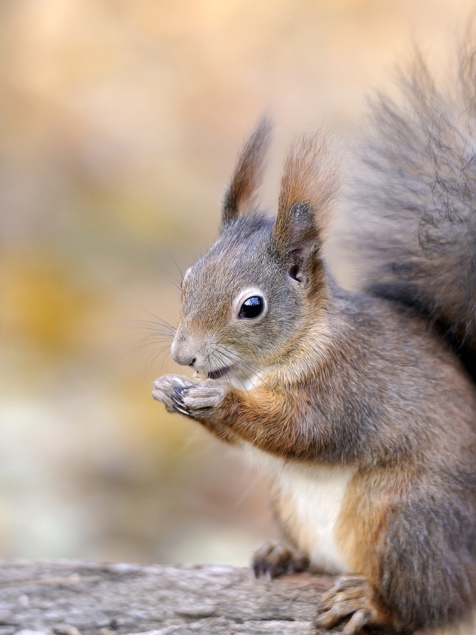 Squirrel: The family Sciuridae, Distinguished by their large bushy tail. 1540x2050 HD Background.