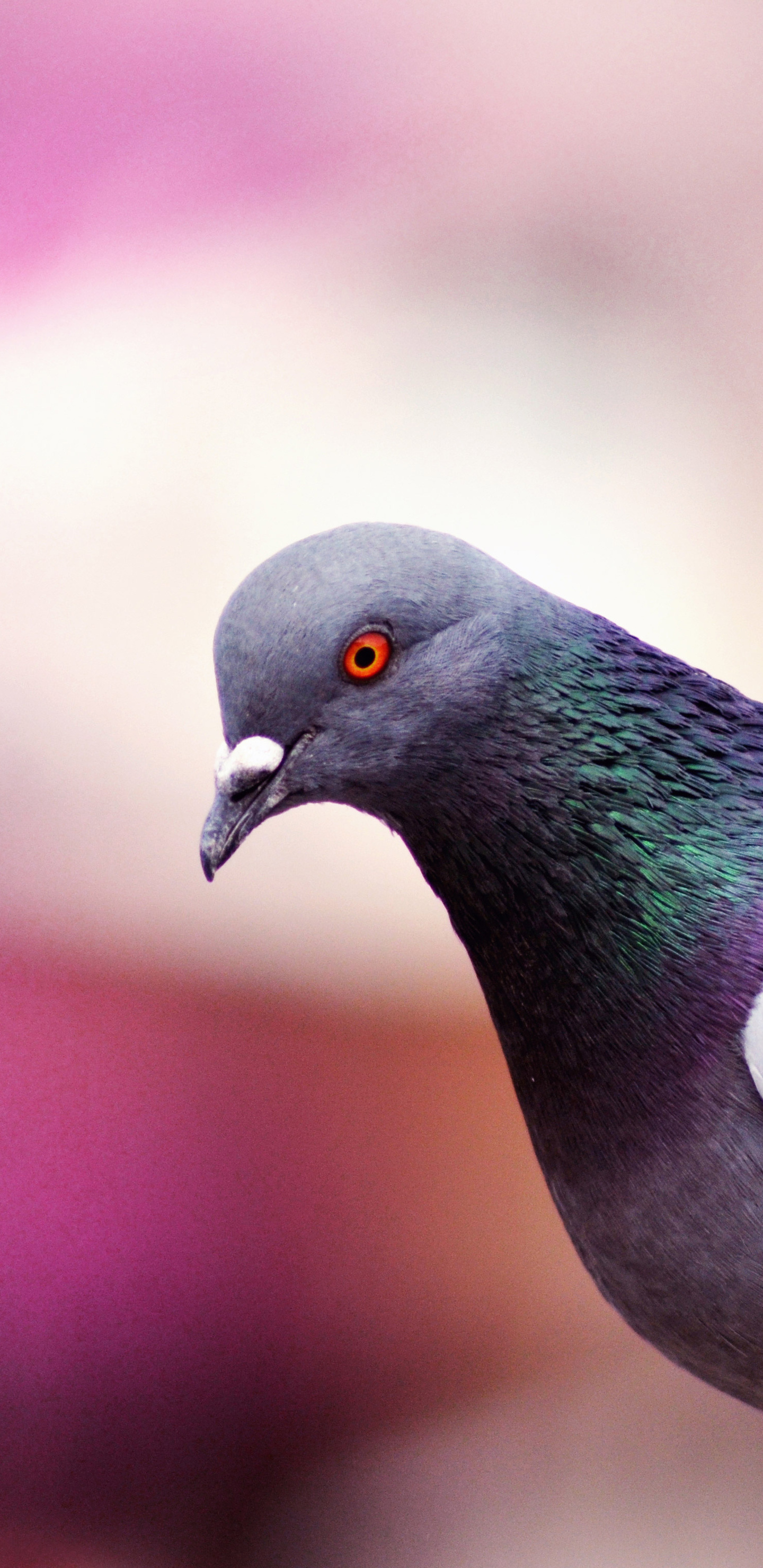 Pigeon: Social animals and often form large flocks, especially in urban areas. 1440x2960 HD Background.