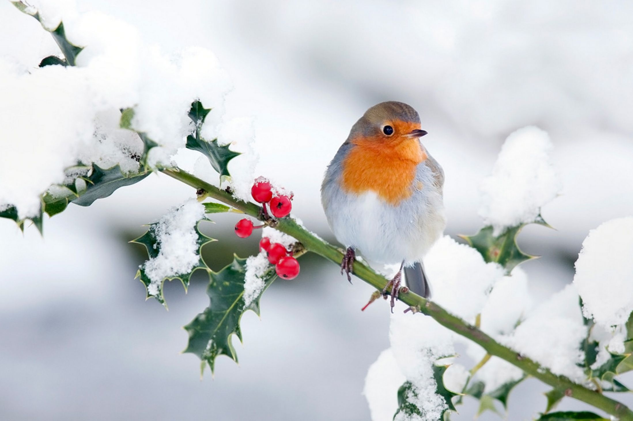 Robin bird, Christmas theme, Festive decorations, Holiday cheer, 2200x1470 HD Desktop