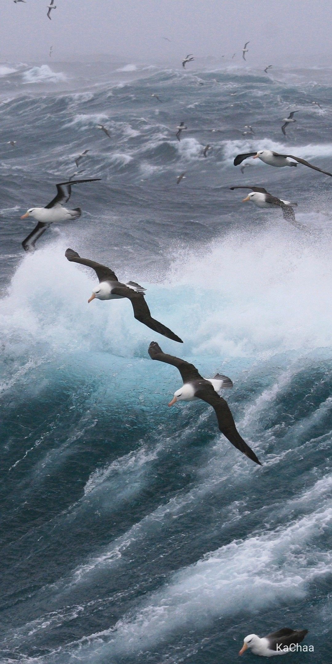 Pet albatross, Sea bird companions, Beautiful feathered friends, Nature's marvels, 1080x2160 HD Phone