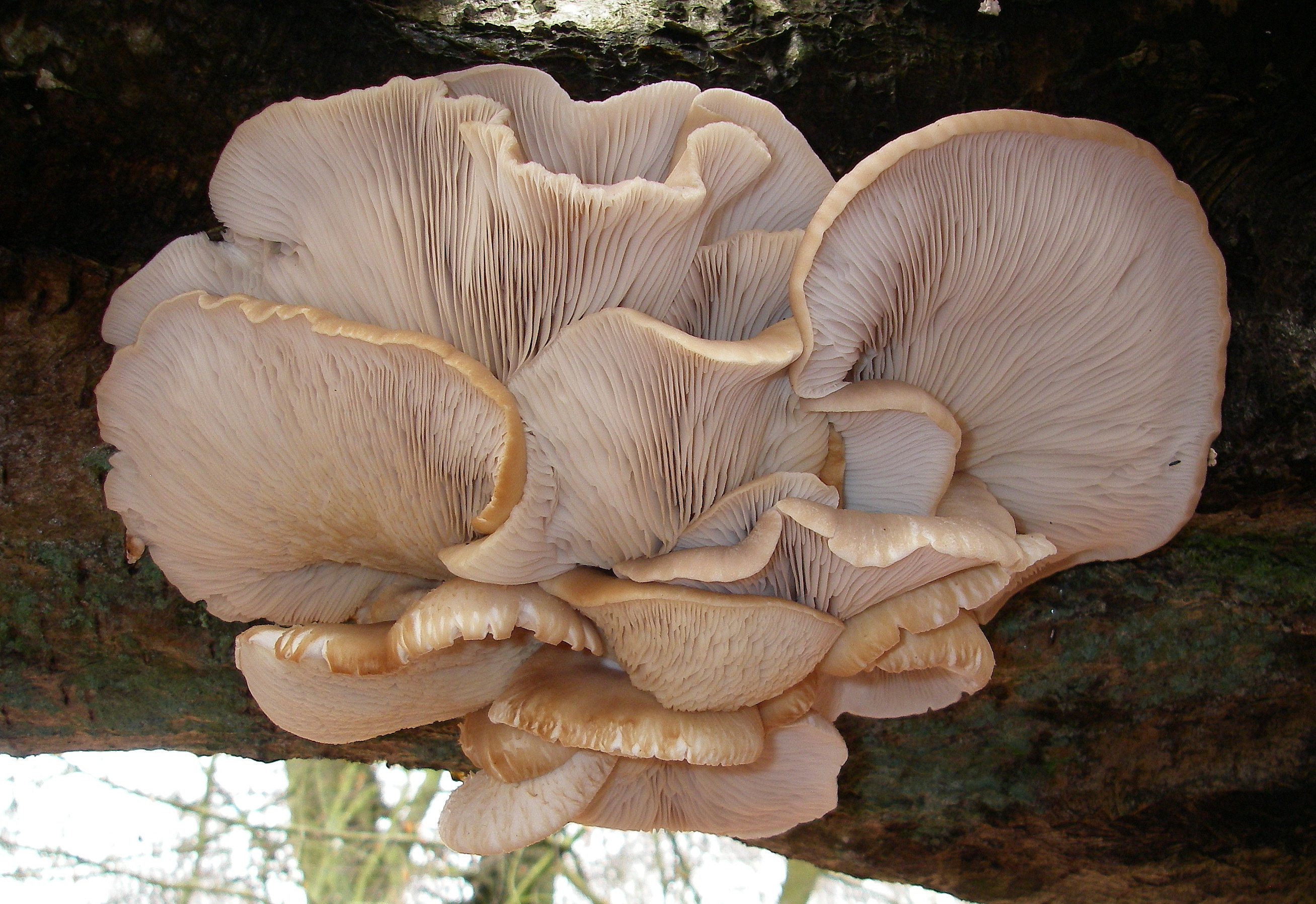 Oyster mushrooms, Mushroom wallpaper, Fungi photography, HD wallpapers, 2620x1800 HD Desktop