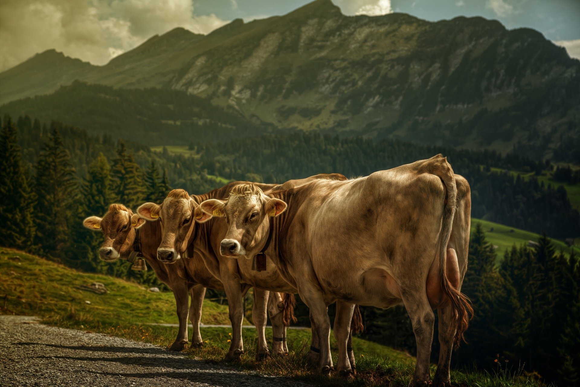 4K cow wallpapers, Pastoral scenes, Proud bovines, Nature's elegance, 1920x1280 HD Desktop