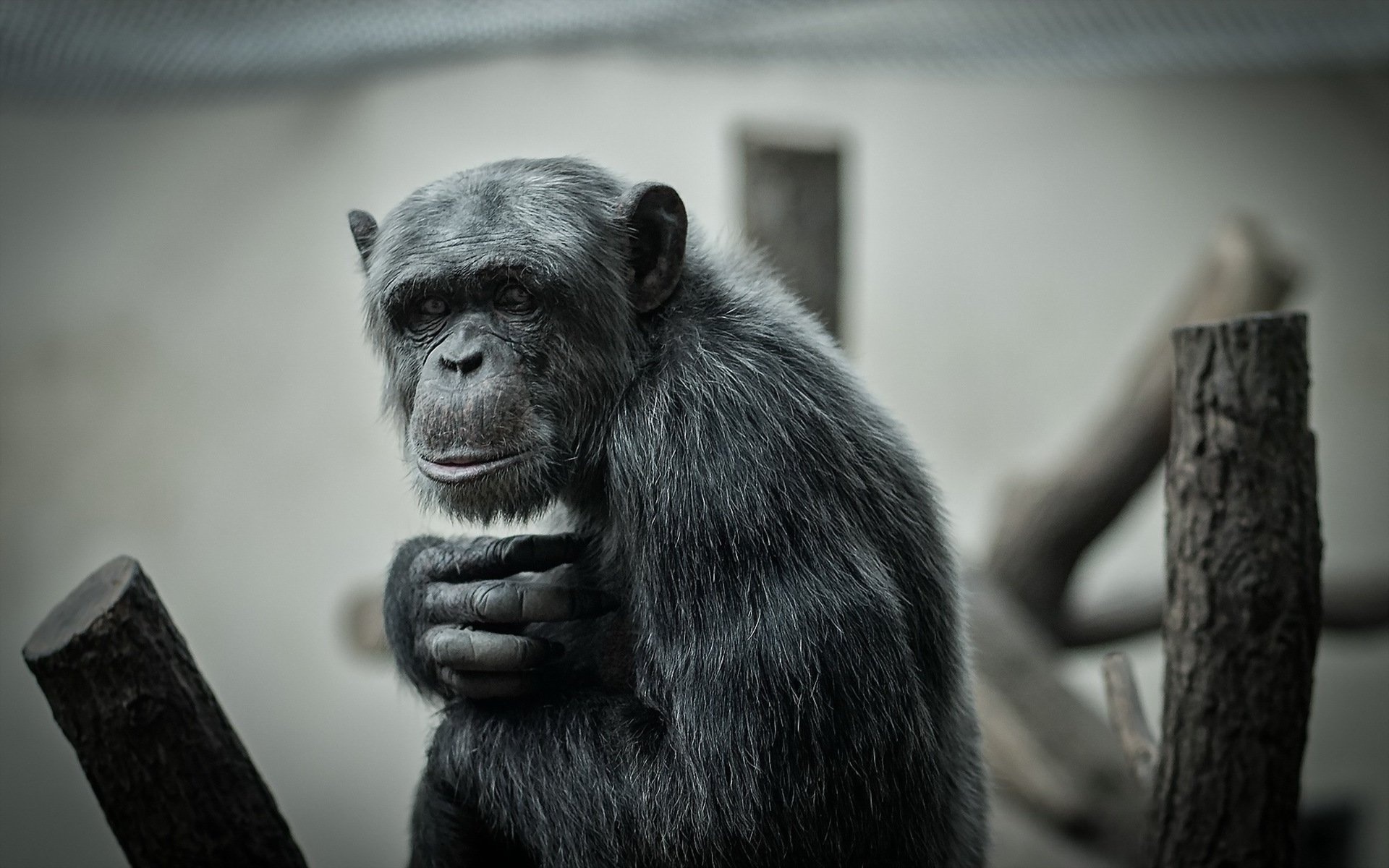 Chimpanzee close-up, Desktop wallpapers, Background images, 1920x1200 HD Desktop