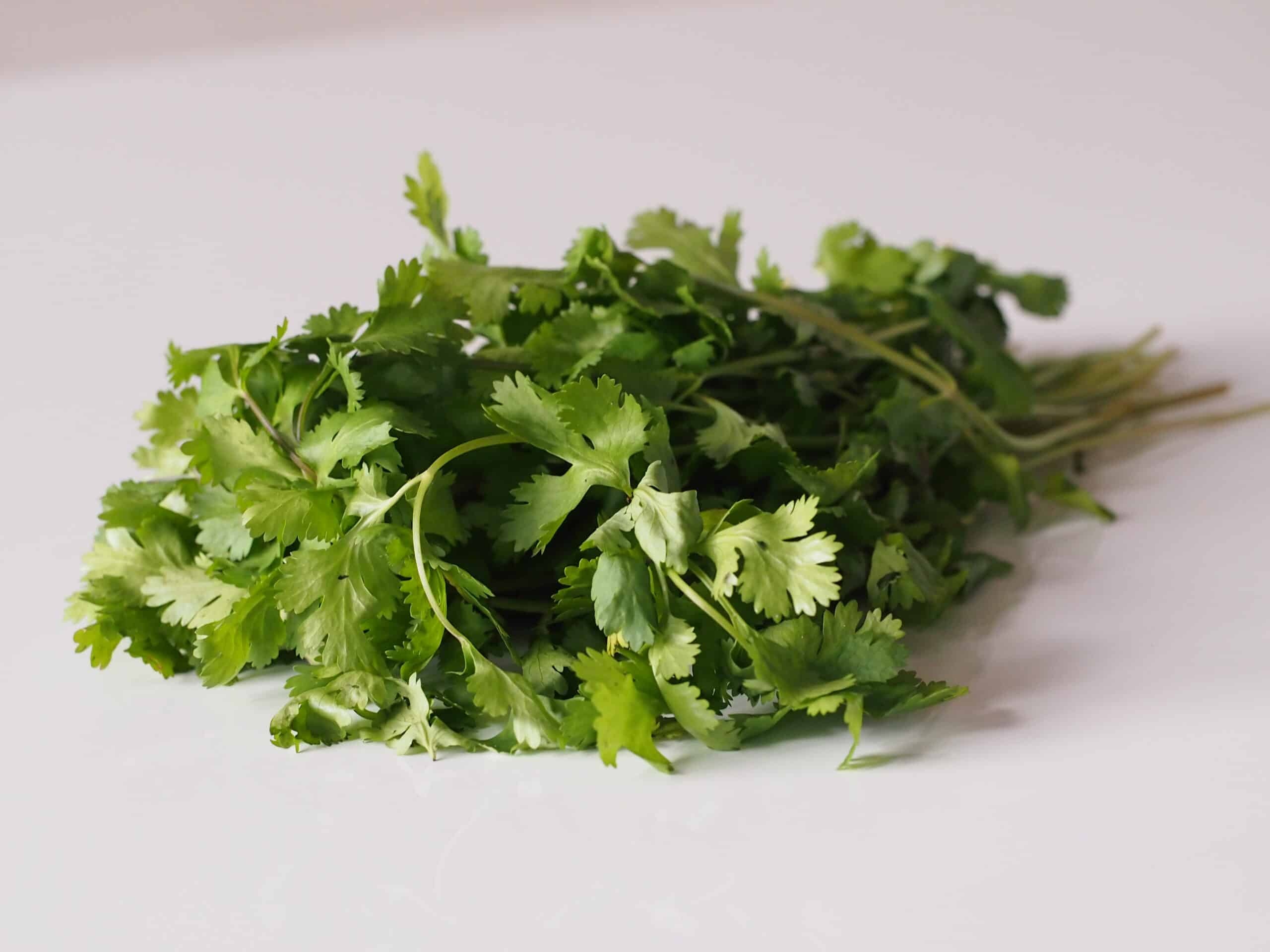 Cilantro for babies, Baby's first foods, Solid starts, Dietary option, 2560x1920 HD Desktop