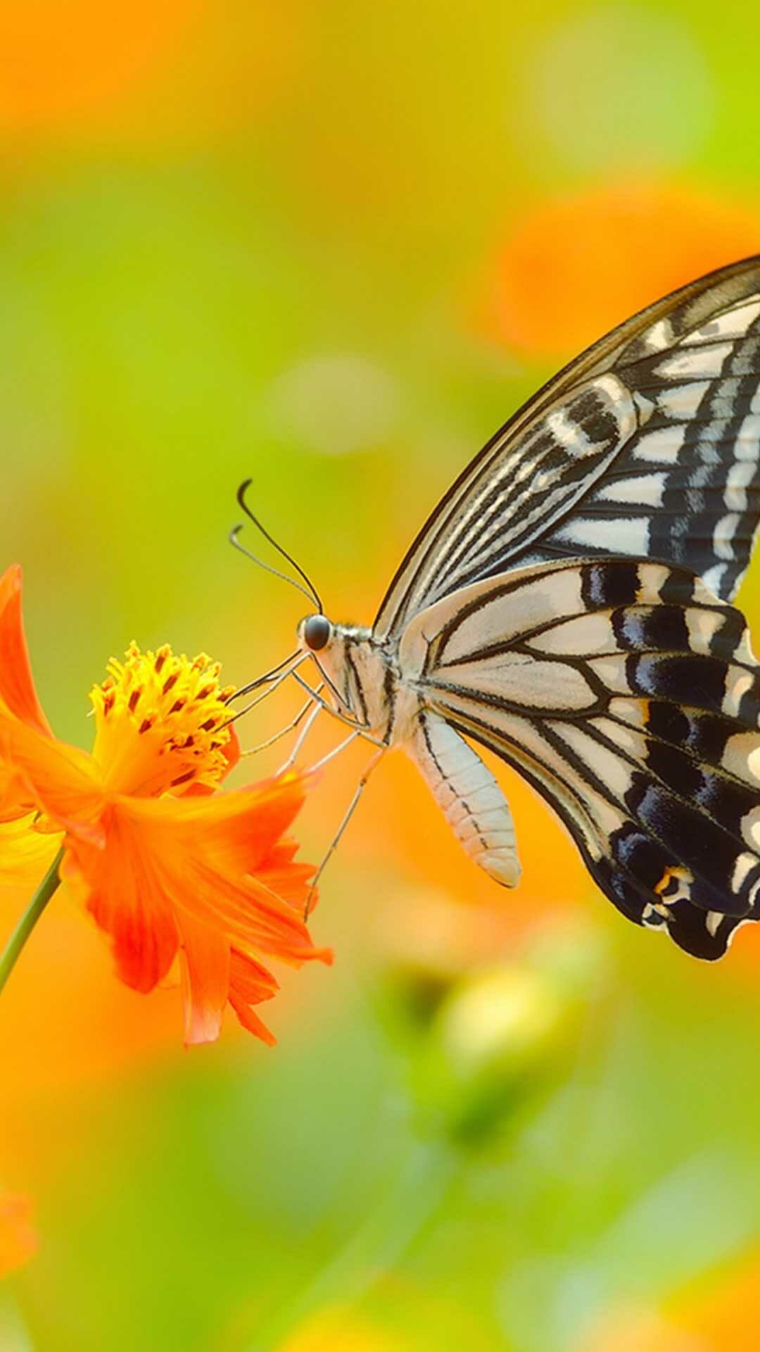 Butterfly wallpaper, Aesthetic appeal, Vivid portrayal, Natural beauty, 1080x1920 Full HD Phone