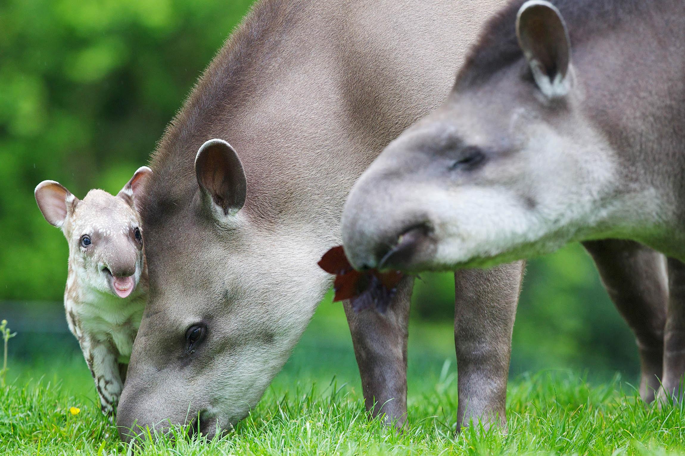 Baby Tapir, Adorable addition, Dublin Zoo, Cute animal, 2300x1540 HD Desktop