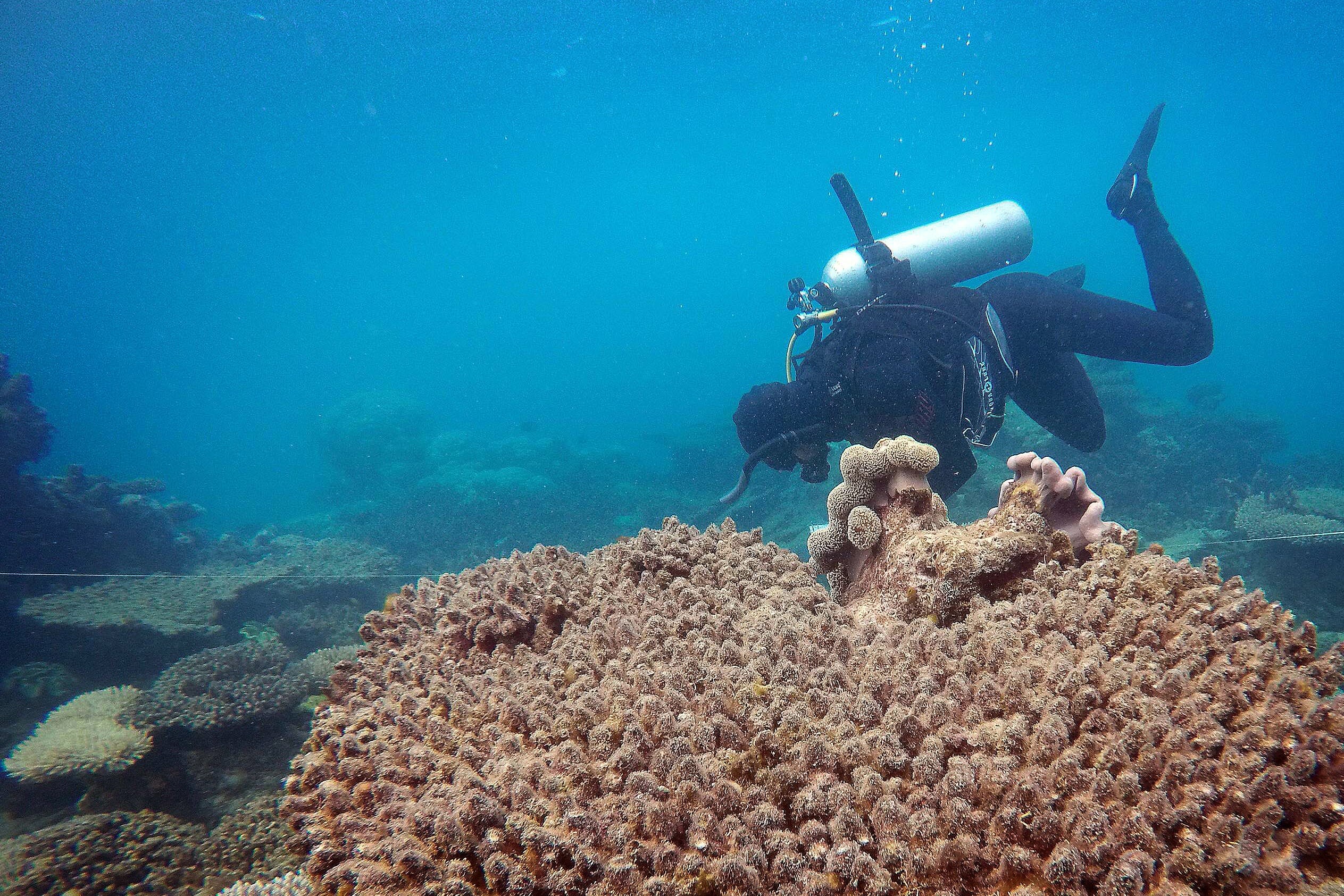 Great Barrier Reef: An extraordinary variety of marine habitats, Underwater ecosystem. 2530x1690 HD Background.