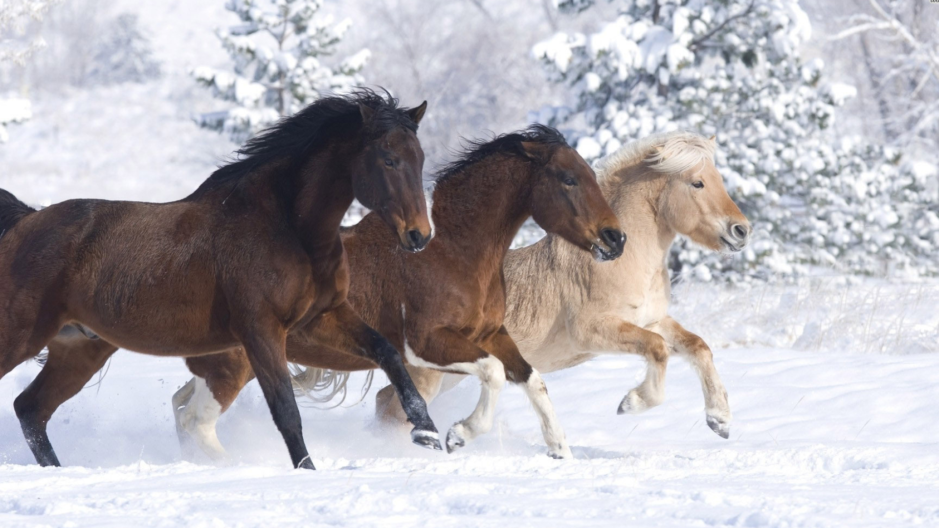 Horses in the snow, Graceful and powerful, Winter wonderland, Picturesque scenery, 1920x1080 Full HD Desktop