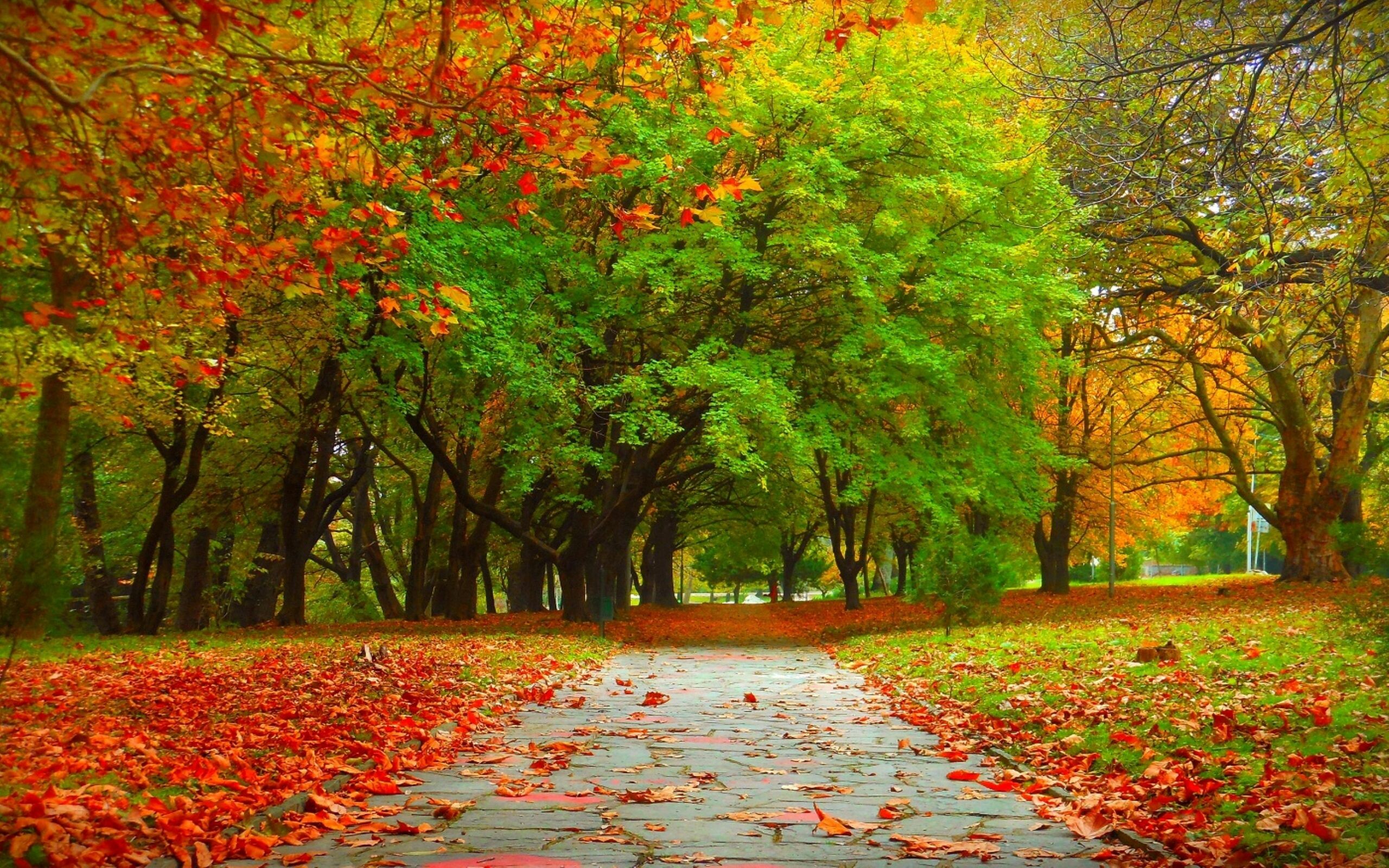 Baum (Natur), Herbstbaum-Hintergrundbild, ruhige Atmosphre, Naturruhe, friedvolle Landschaft, 2560x1600 HD Desktop
