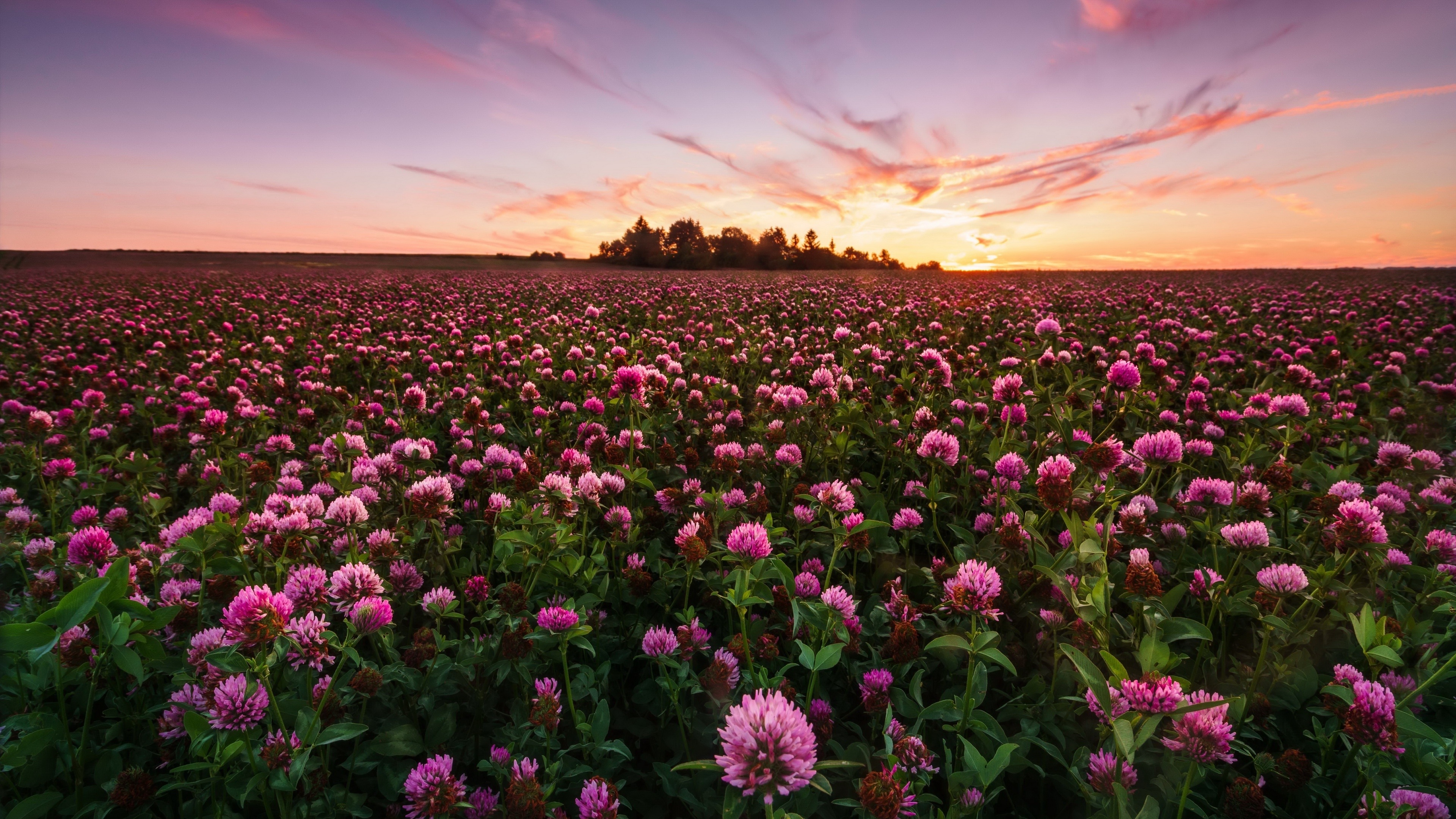 Flower Field: The red clover, A herbaceous species of flowering plant. 3840x2160 4K Wallpaper.