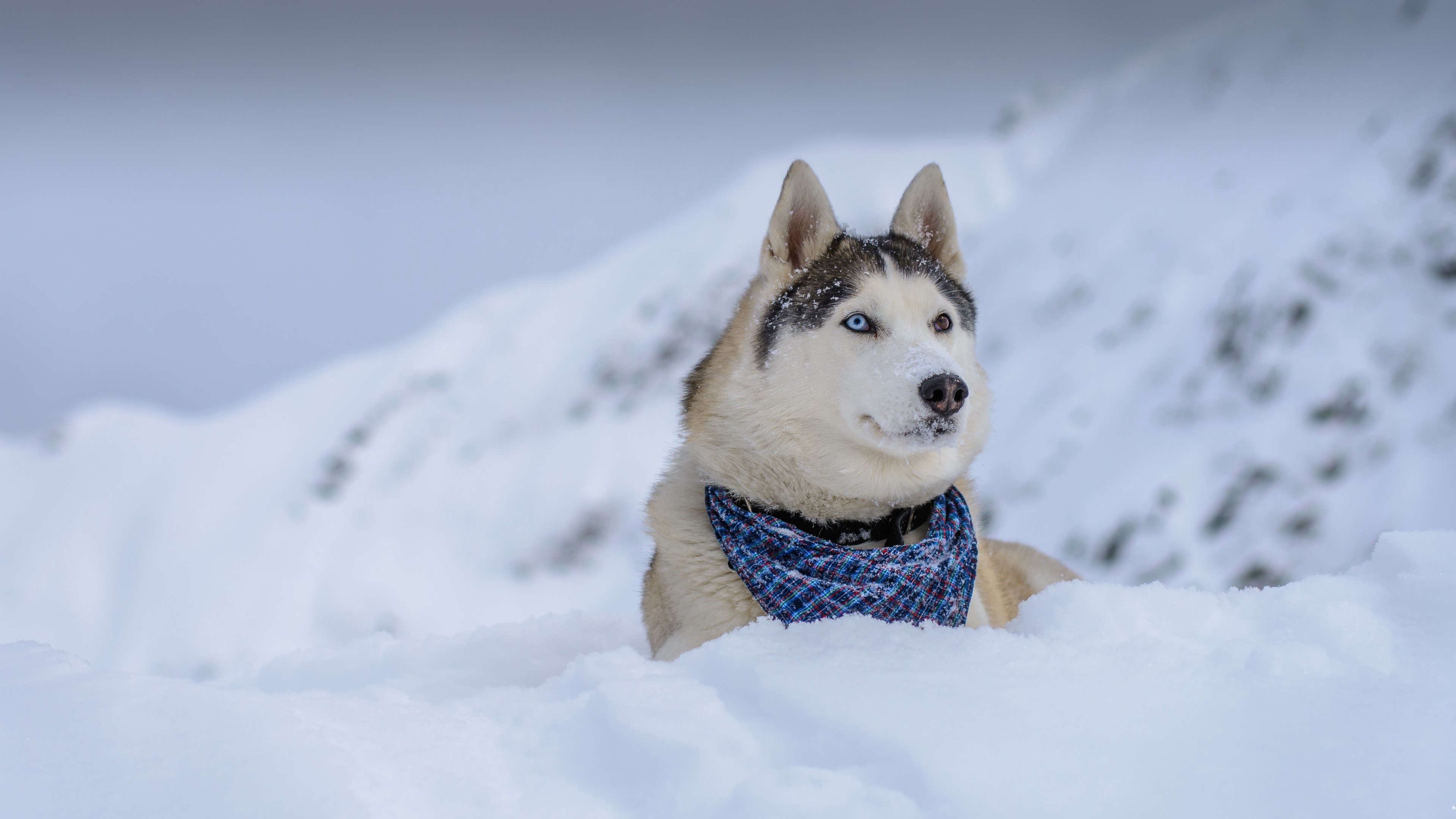 Husky dog wallpaper, Cute and funny, Snowy winter, Wallpaper 5K, 3840x2160 4K Desktop