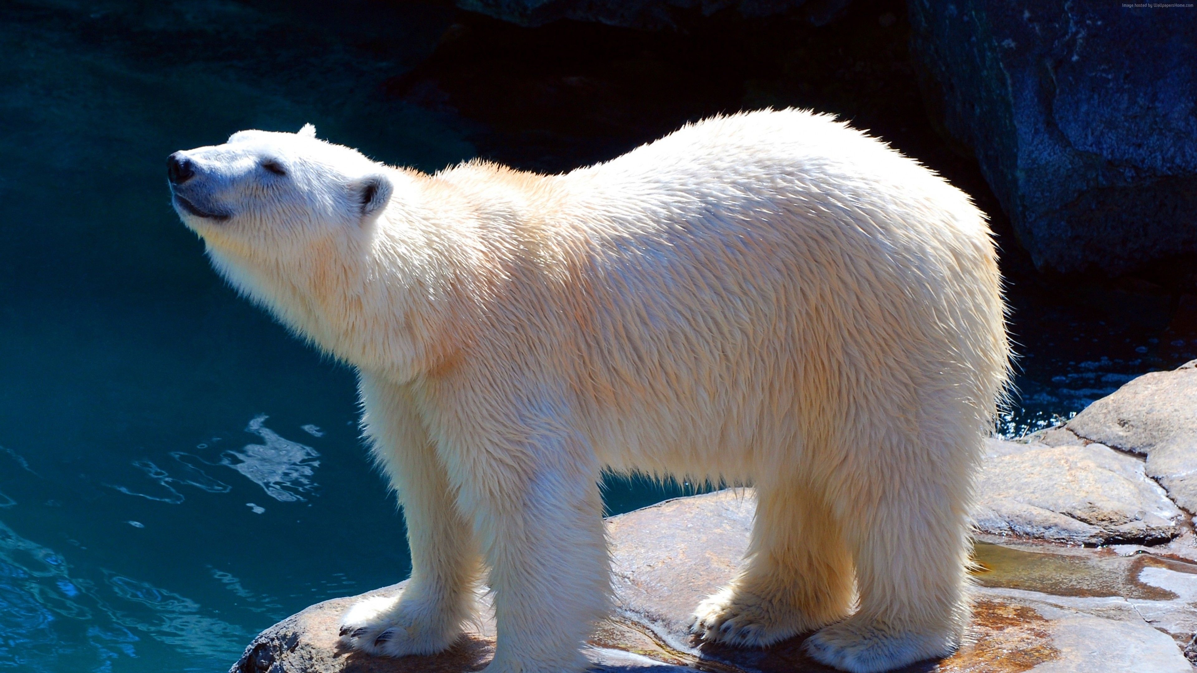 Cute polar bear, 4K wallpaper, Zoo bear, Adorable Arctic animal, 3840x2160 4K Desktop