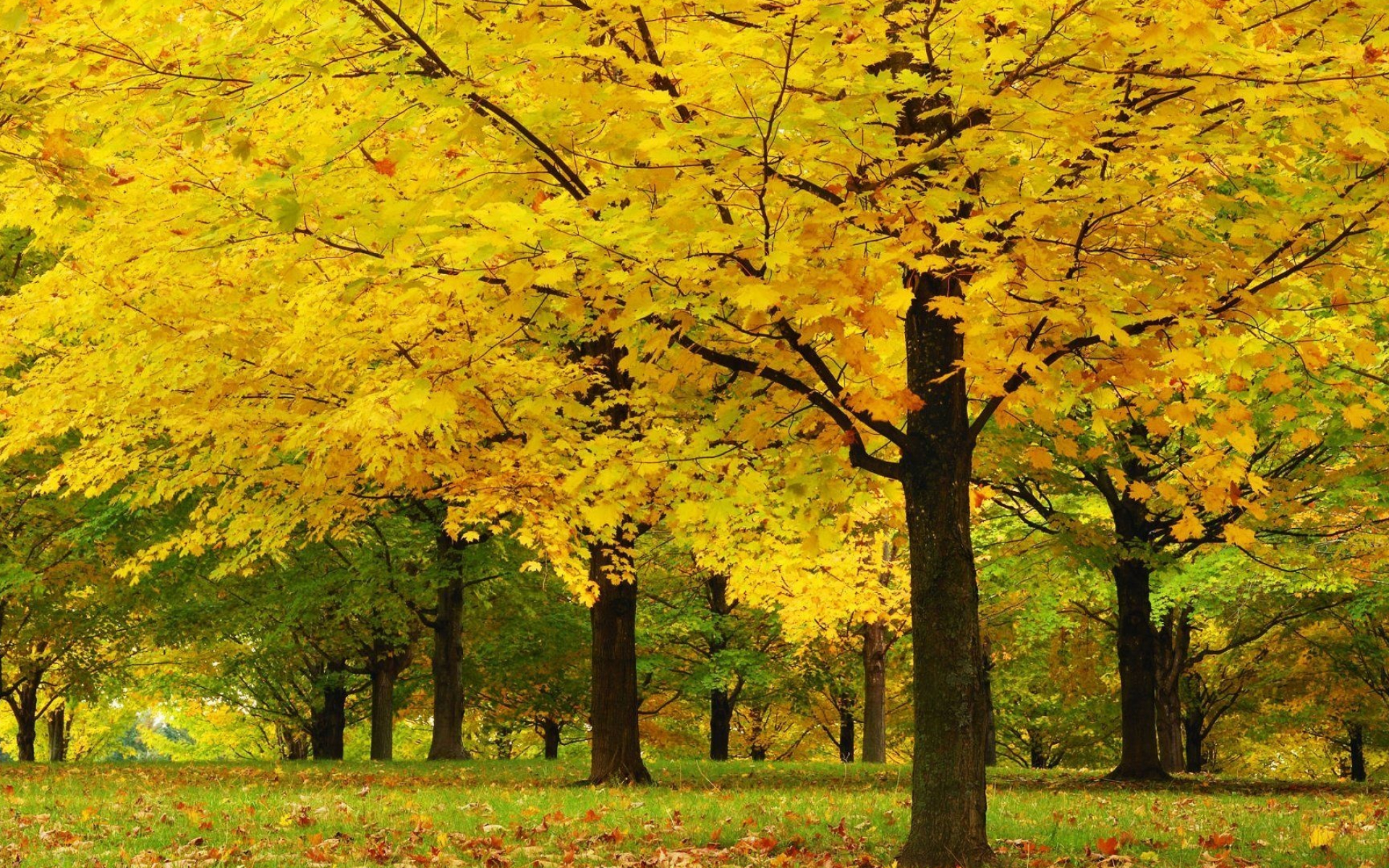 Maple trees, Yellow tree, HD wallpaper, Nature's beauty, 1920x1200 HD Desktop