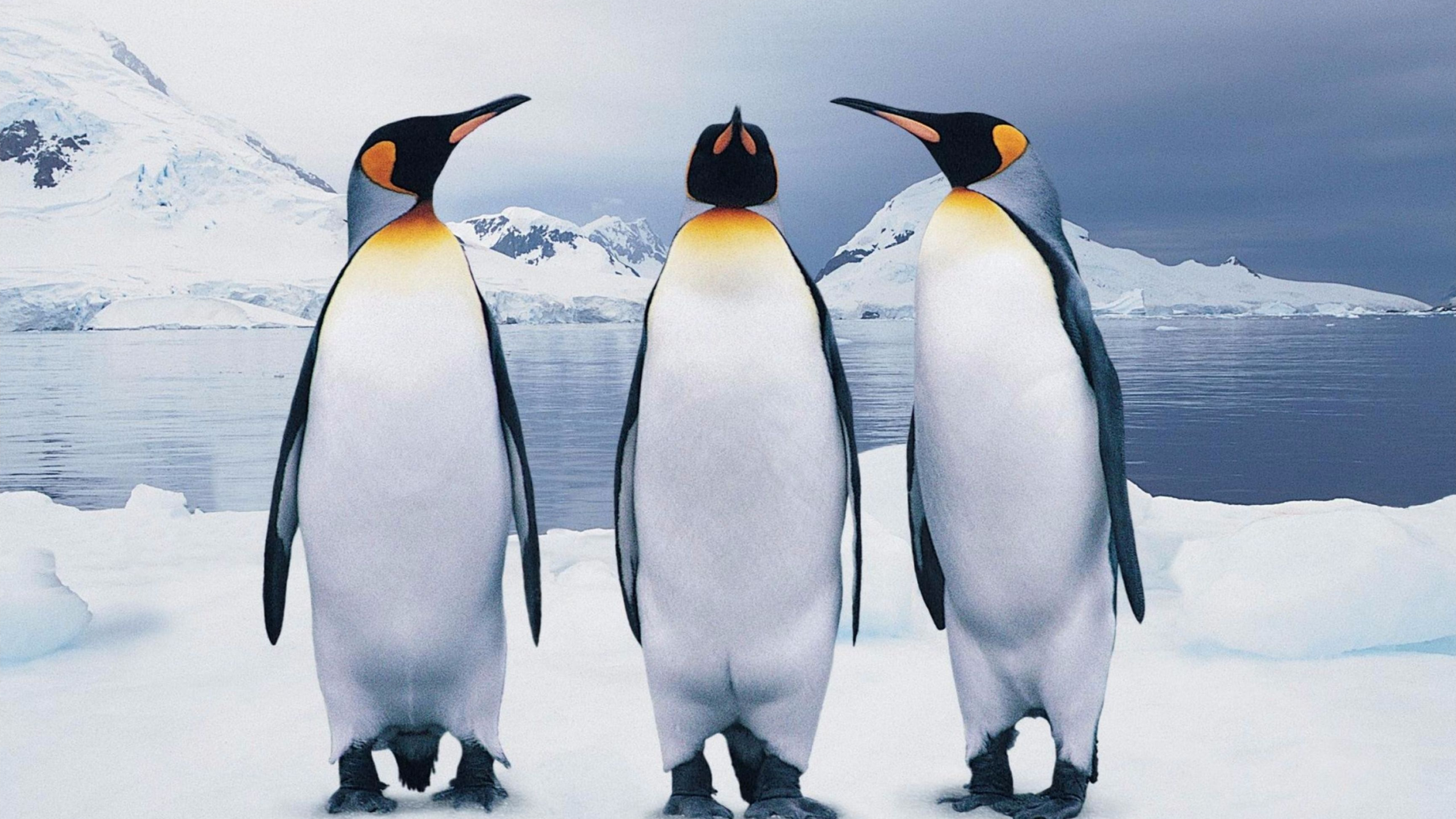 Penguin wallpapers, Captivating beauty, Ethereal charm, Artistic penguins, 3840x2160 4K Desktop