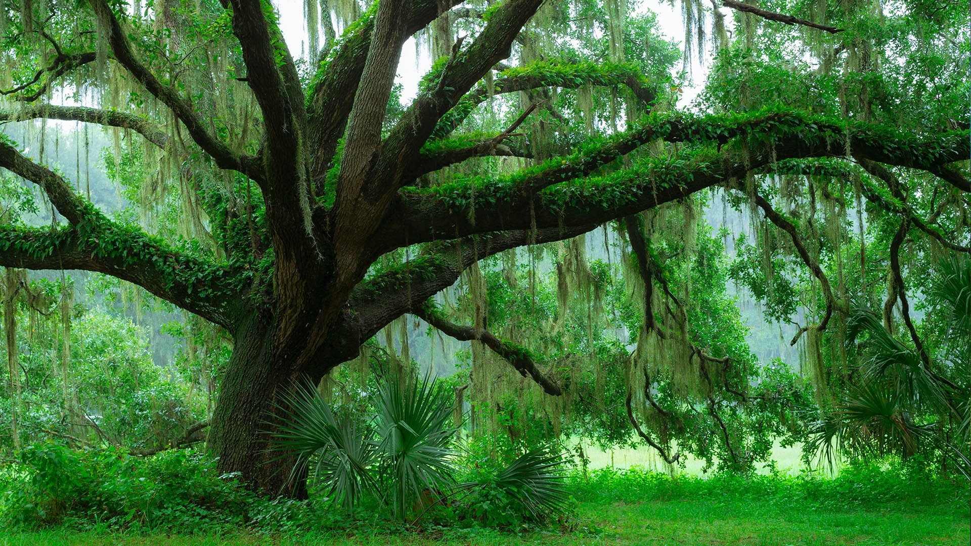 Lush rainforest wallpapers, Florida's oak trees, Nature's marvel, Mossy surroundings, 1920x1080 Full HD Desktop