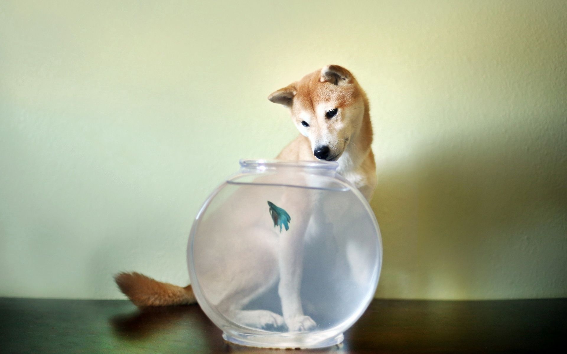 Dog, Fishbowl Wallpaper, 1920x1200 HD Desktop