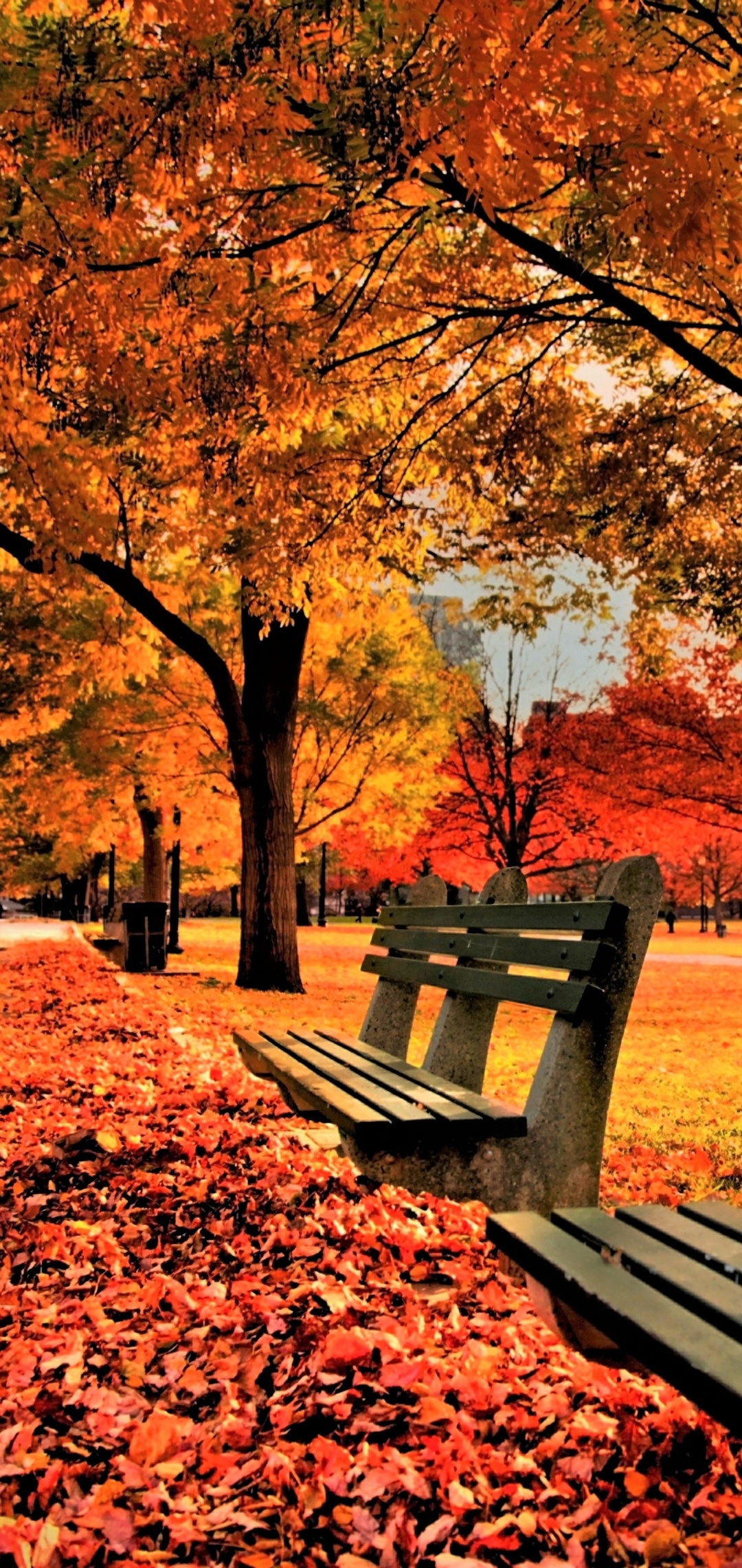 Autumn mobile wallpapers, Nature scenes, Fall foliage, Seasonal beauty, 1080x2280 HD Phone