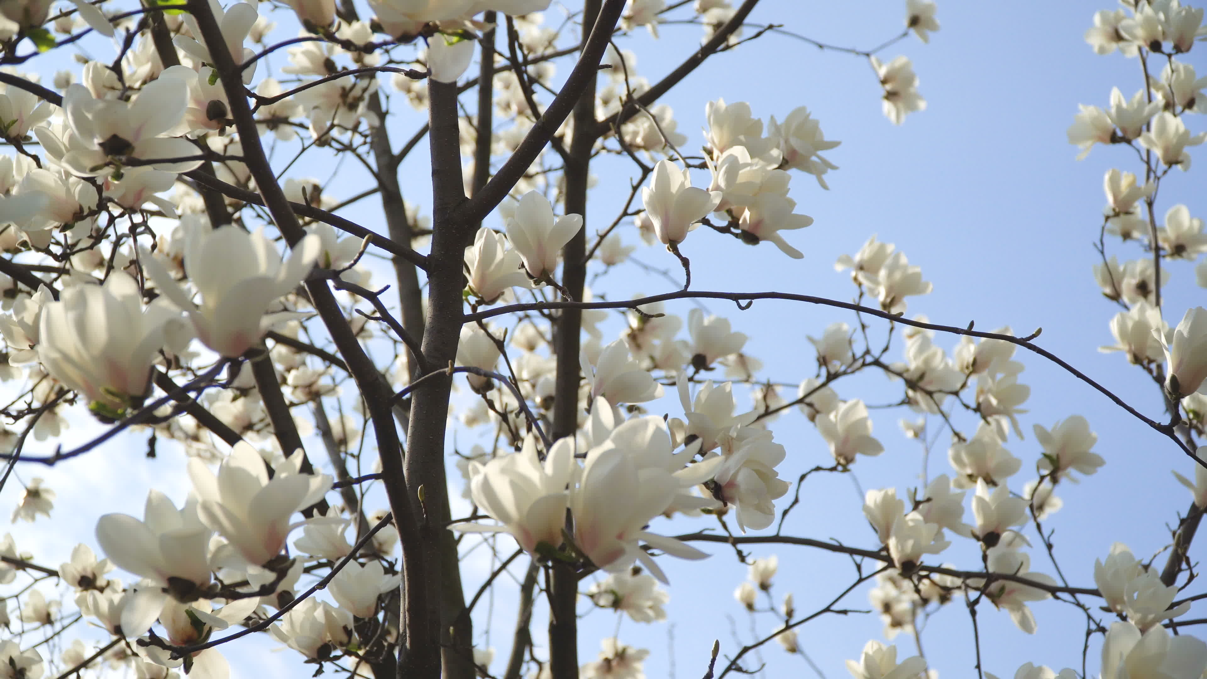 White Magnolia, Blue Sky, Tree Branch, Stock Video, 3840x2160 4K Desktop