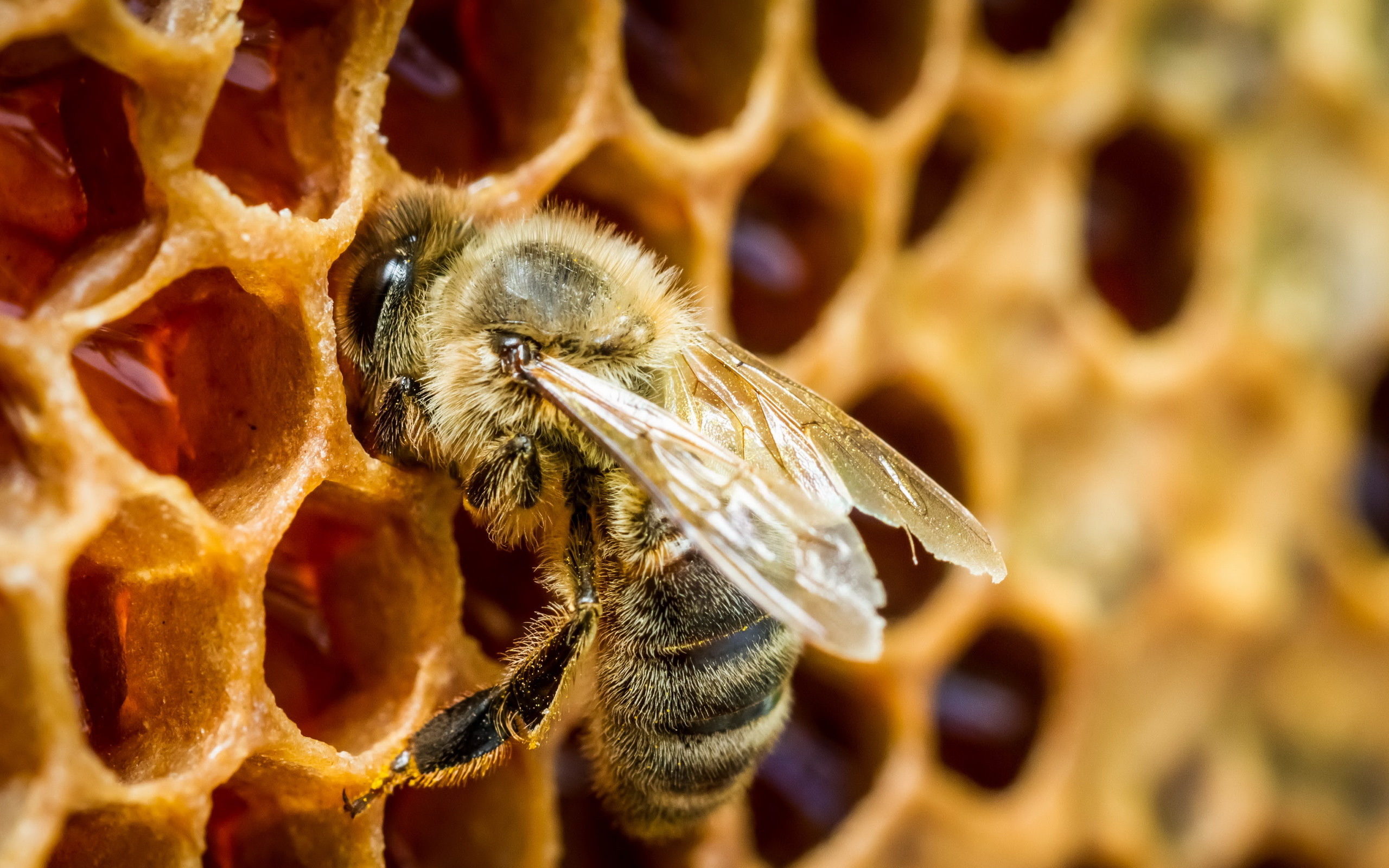 Beehive, Honeycomb structure, Nature's architecture, Pollination process, 2560x1600 HD Desktop