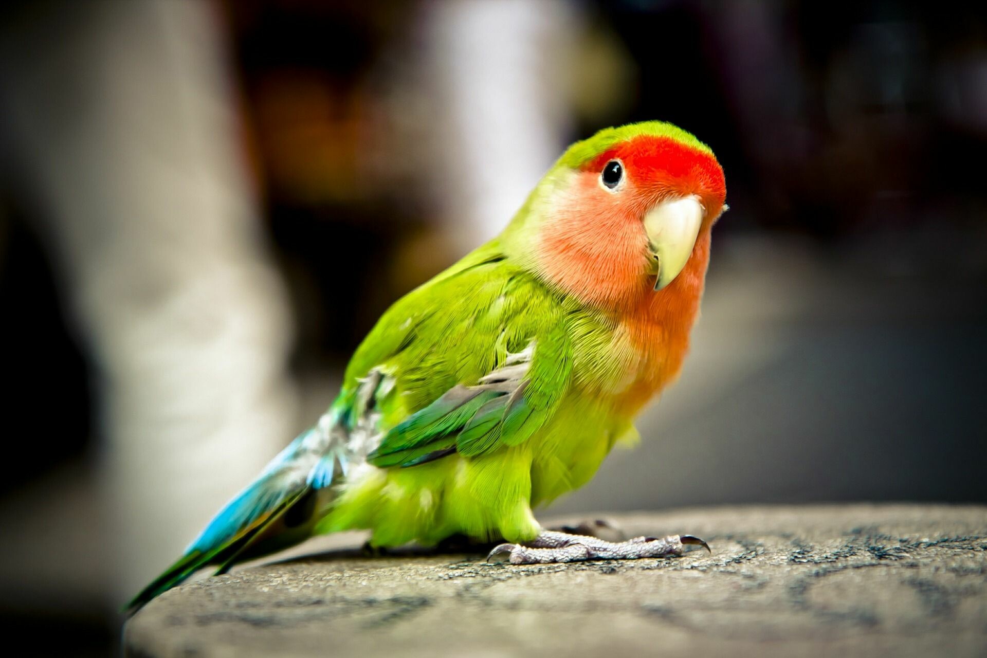 Parrot: Monogamous birds that spend their lives with only one mate. 1920x1280 HD Wallpaper.