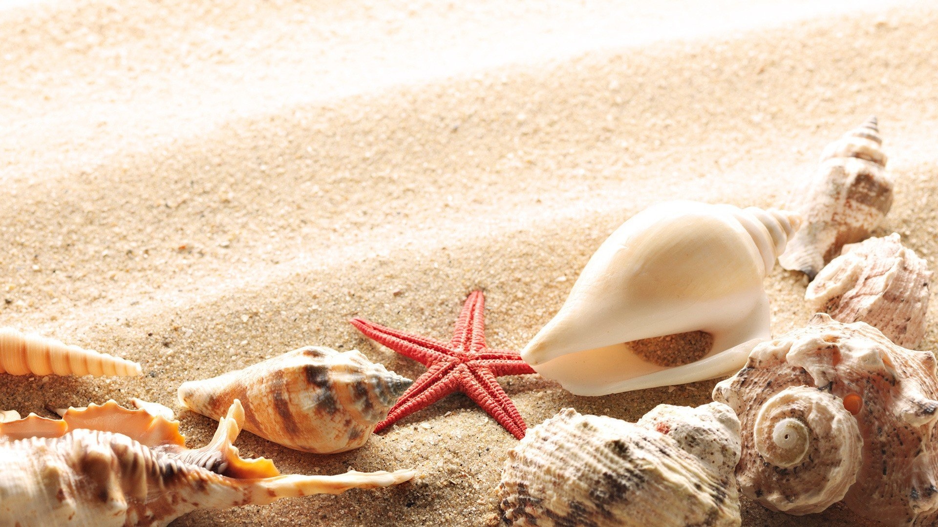 Sea Shell: Grows continuously throughout the creatures' life living in them. 1920x1080 Full HD Wallpaper.