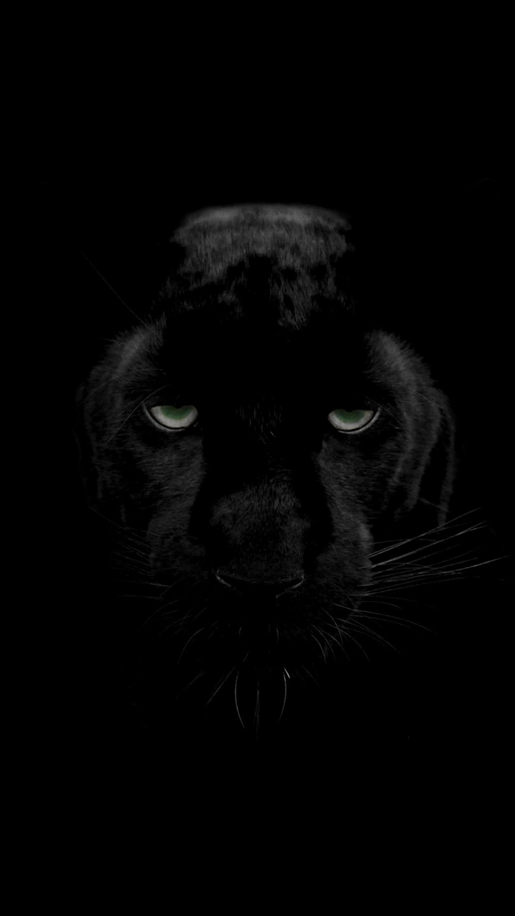 Black Panther (Animal): Jaguars (P. onca) of Central and South America, Felidae. 2160x3840 4K Background.