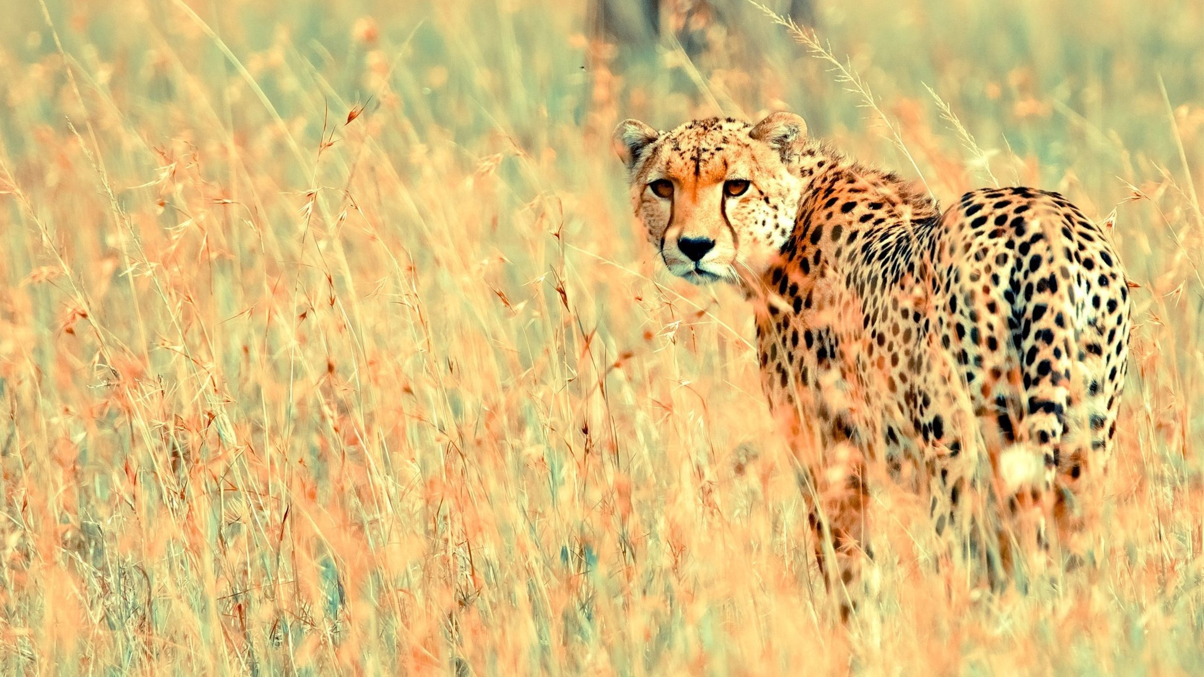 Cheetah in the field, Wildlife predator, Stunning UHD TV wallpaper, Untamed beauty, 3840x2160 4K Desktop