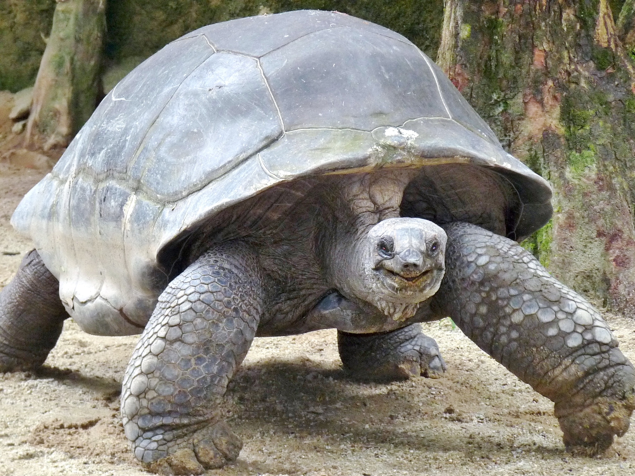 Aldabra Giant Tortoise, Aldabrachelys Gigantea, Gigantic reptile, Natusfera wonders, 2050x1540 HD Desktop