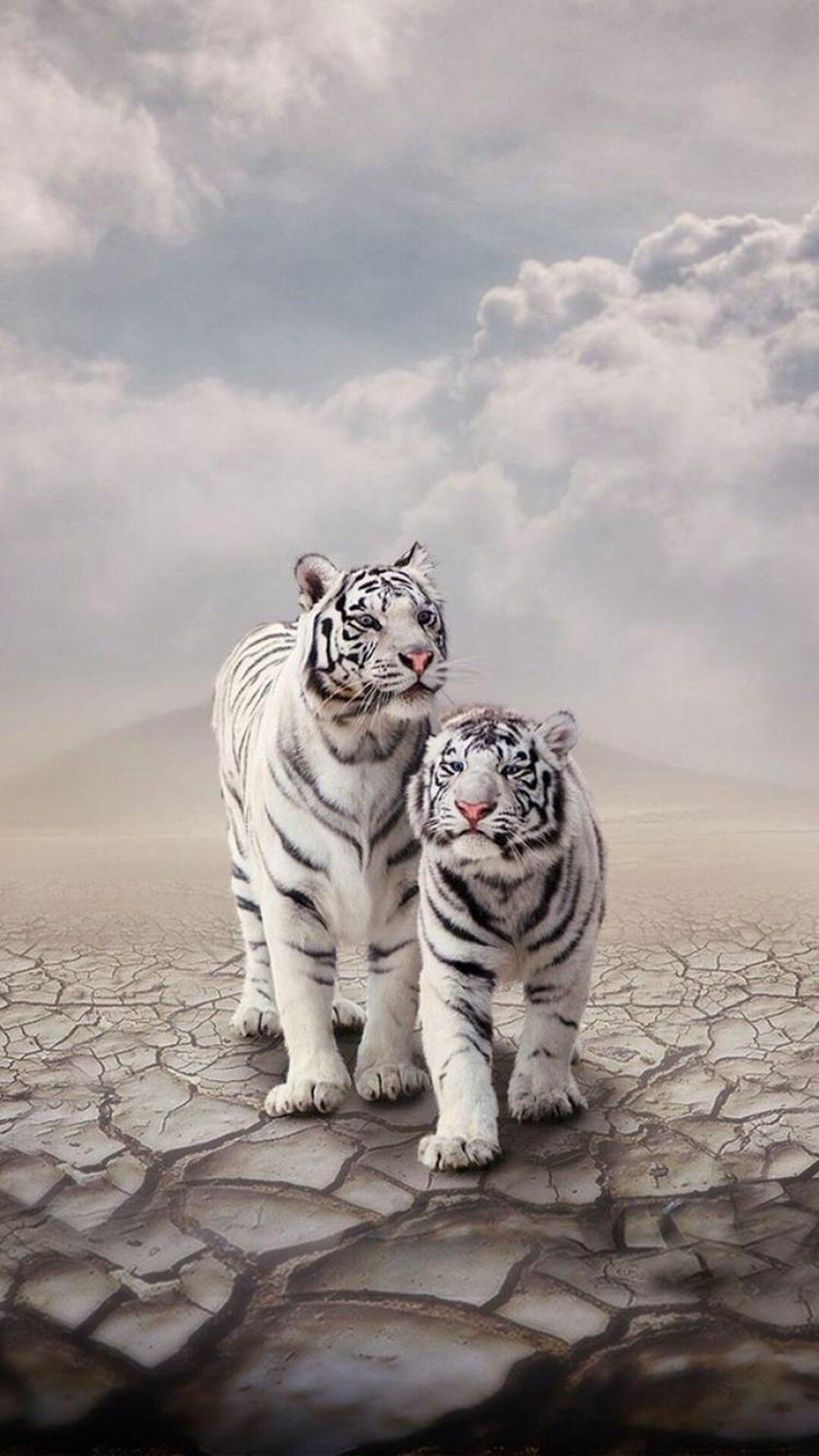 White Tiger iPhone Wallpapers, Ethereal charm, Mysterious beauty, Striking visuals, 1080x1920 Full HD Phone