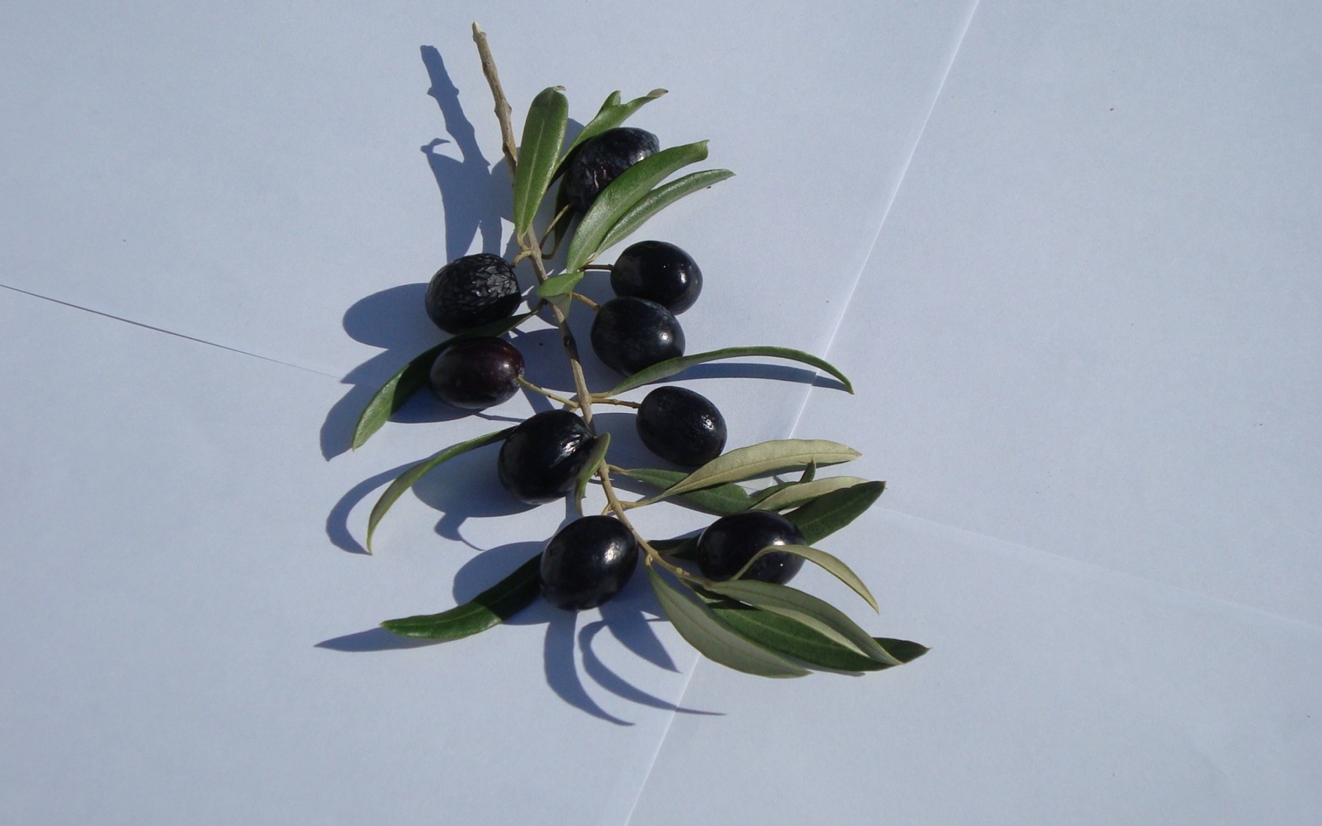 Olive: The fruit may be used primarily for oil, eating, or both, Branch. 1920x1200 HD Wallpaper.