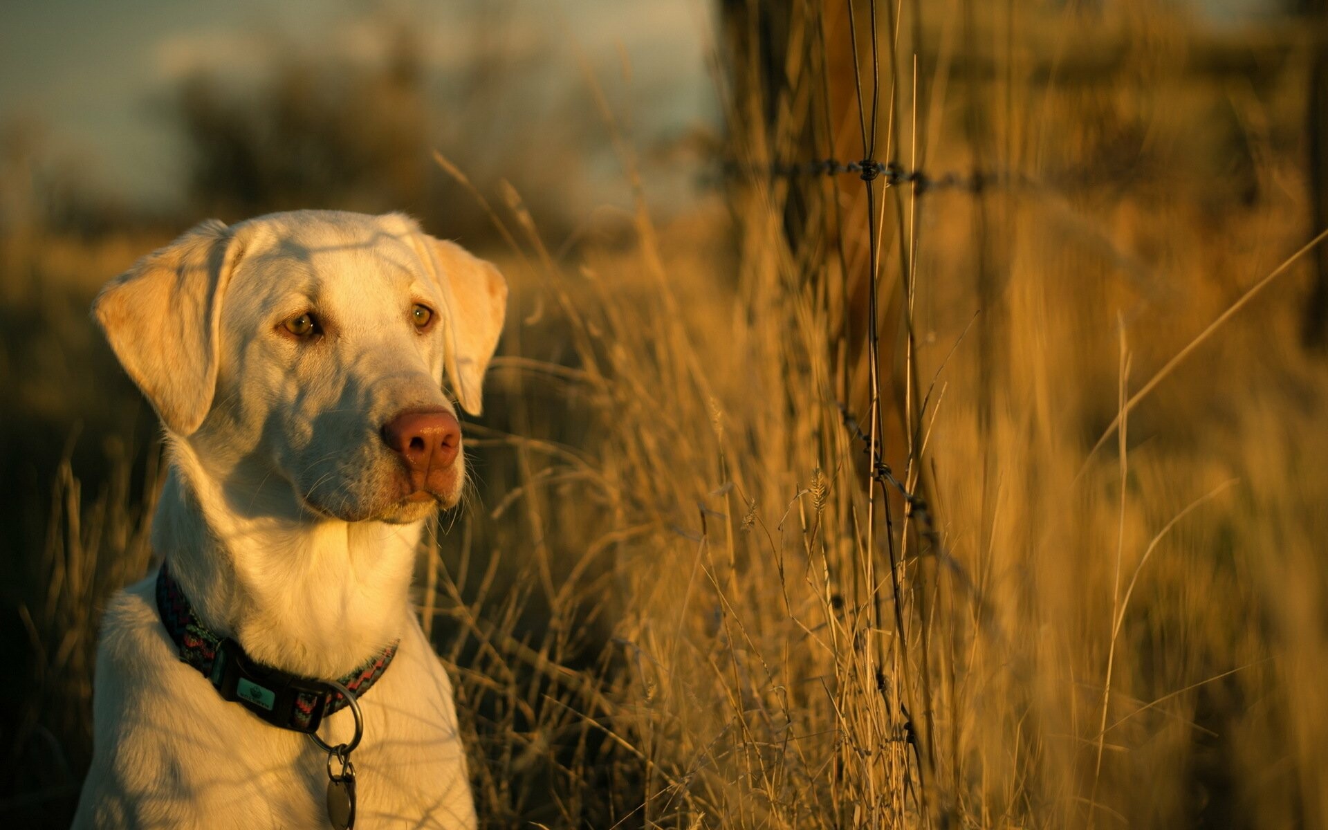 Labrador Retriever: The Most Popular Вщп Breed in America, Animal. 1920x1200 HD Wallpaper.