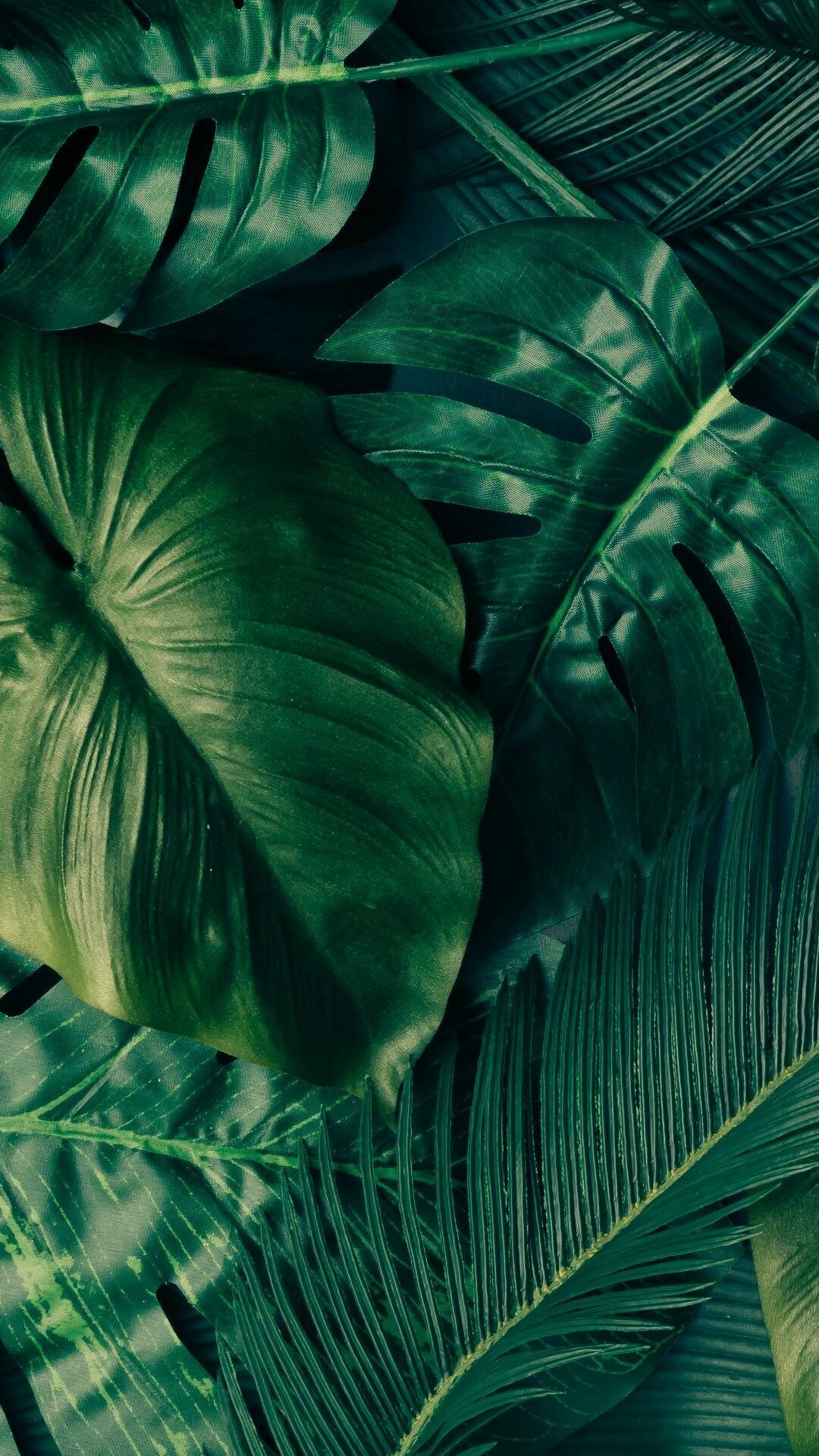 Leaves: Beautiful tropical foliage, Areca palm, Chrysalidocarpus lutescens. 1080x1920 Full HD Wallpaper.