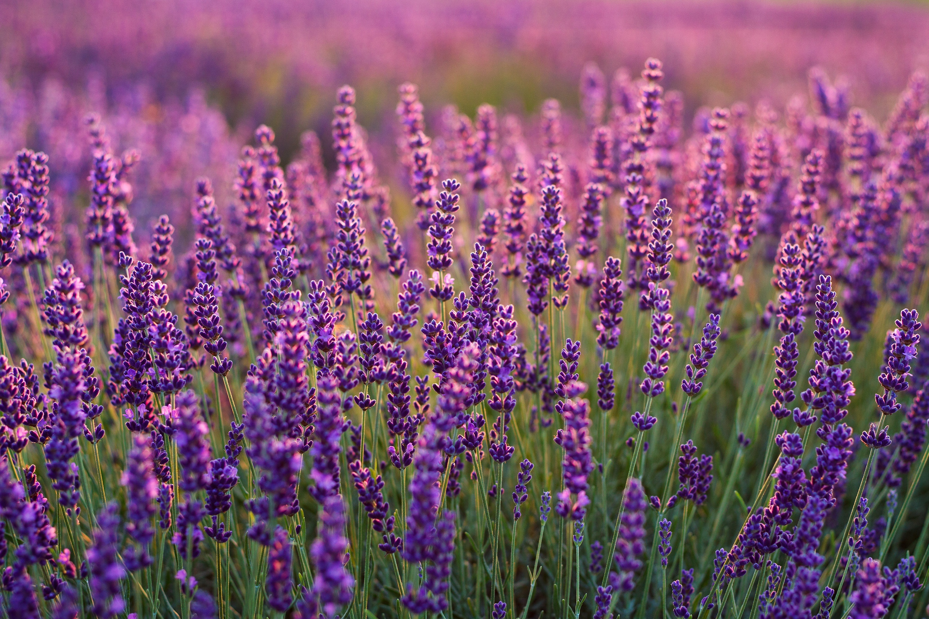 Lavender wallpaper, Tranquil scenery, Floral beauty, Nature's charm, 3000x2000 HD Desktop
