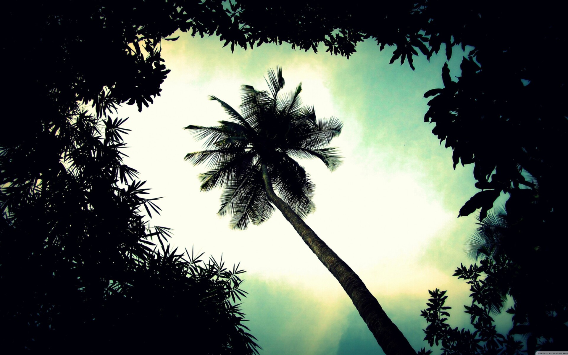 Palm Tree: Coconut palms, A symbol of the tropical island paradise. 1920x1200 HD Background.