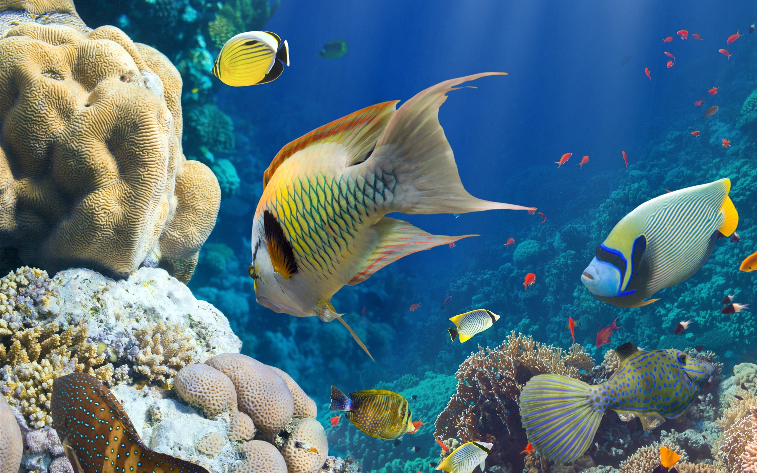 Coral Sea, Underwater fauna, Coral reef, Marine life, 2560x1600 HD Desktop