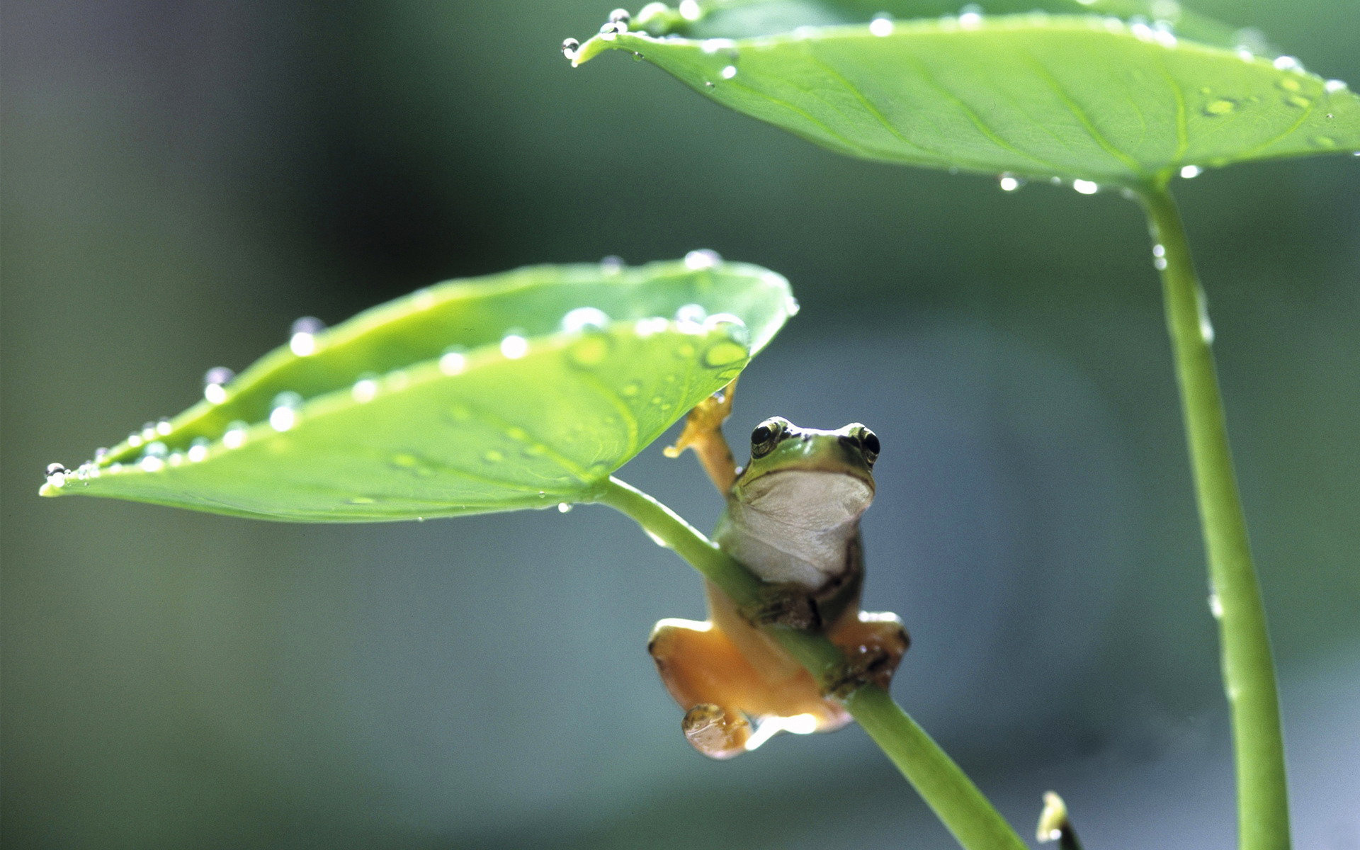 Frog wallpapers, Nature-inspired, Captivating amphibians, Desktop beauty, 1920x1200 HD Desktop