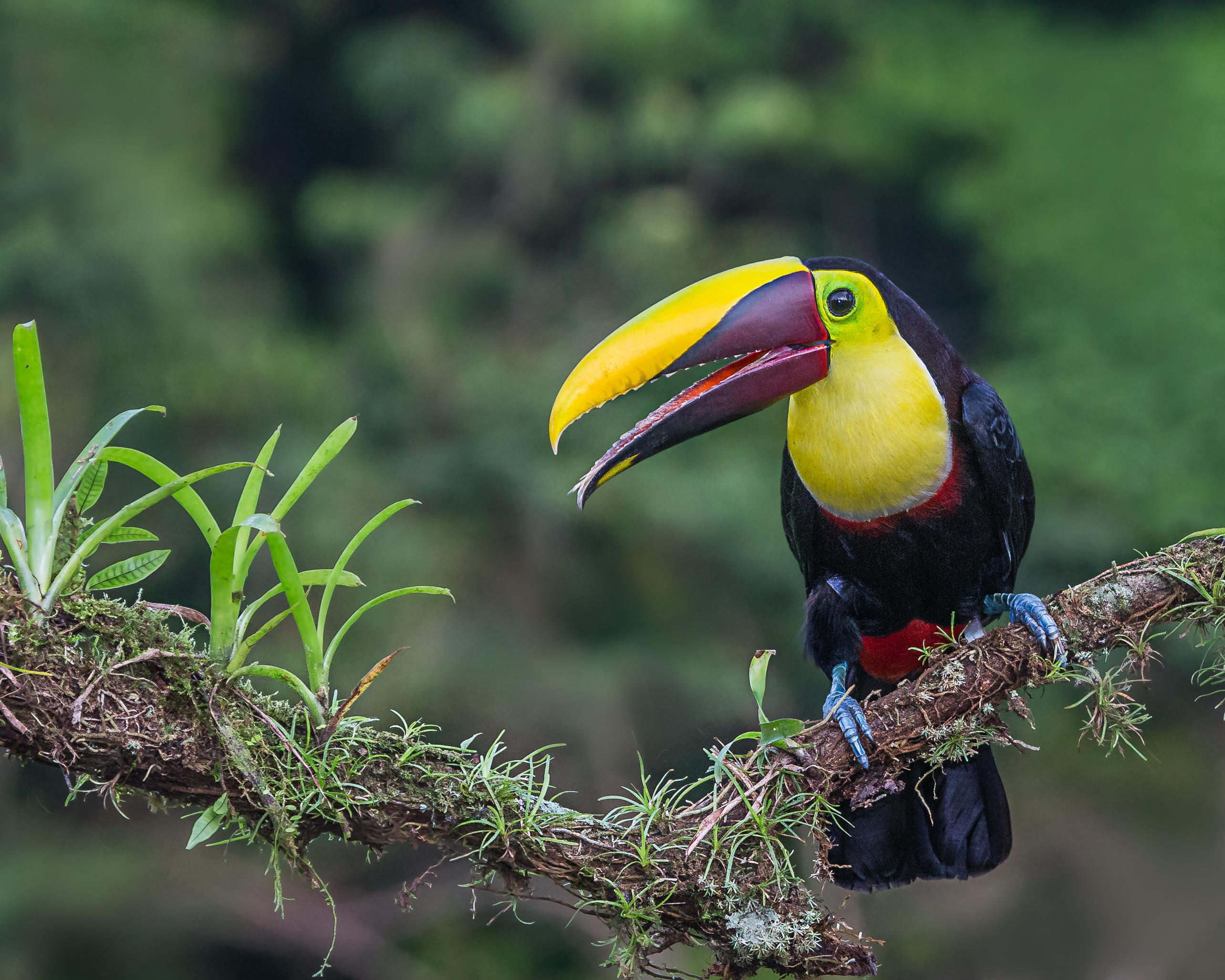 Costa Rican toucan, Tropical bird, Beautiful image, Wildlife photography, 2570x2060 HD Desktop