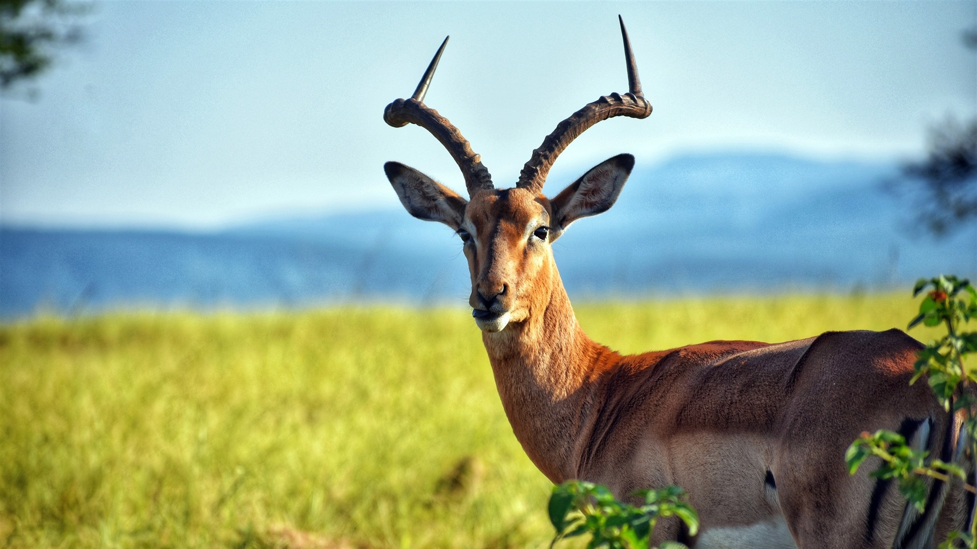 African grassland wildlife, Antelope eyecandy, XFCE desktop, Nature's wonder, 1920x1080 Full HD Desktop