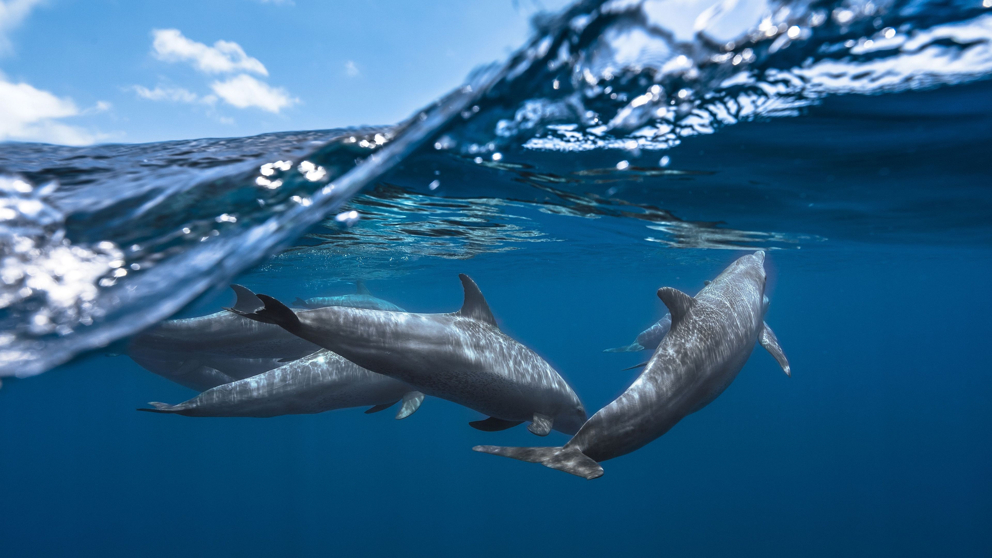Dolphins in the ocean, Underwater wonderland, Playful marine creatures, Joyful moments, 3840x2160 4K Desktop