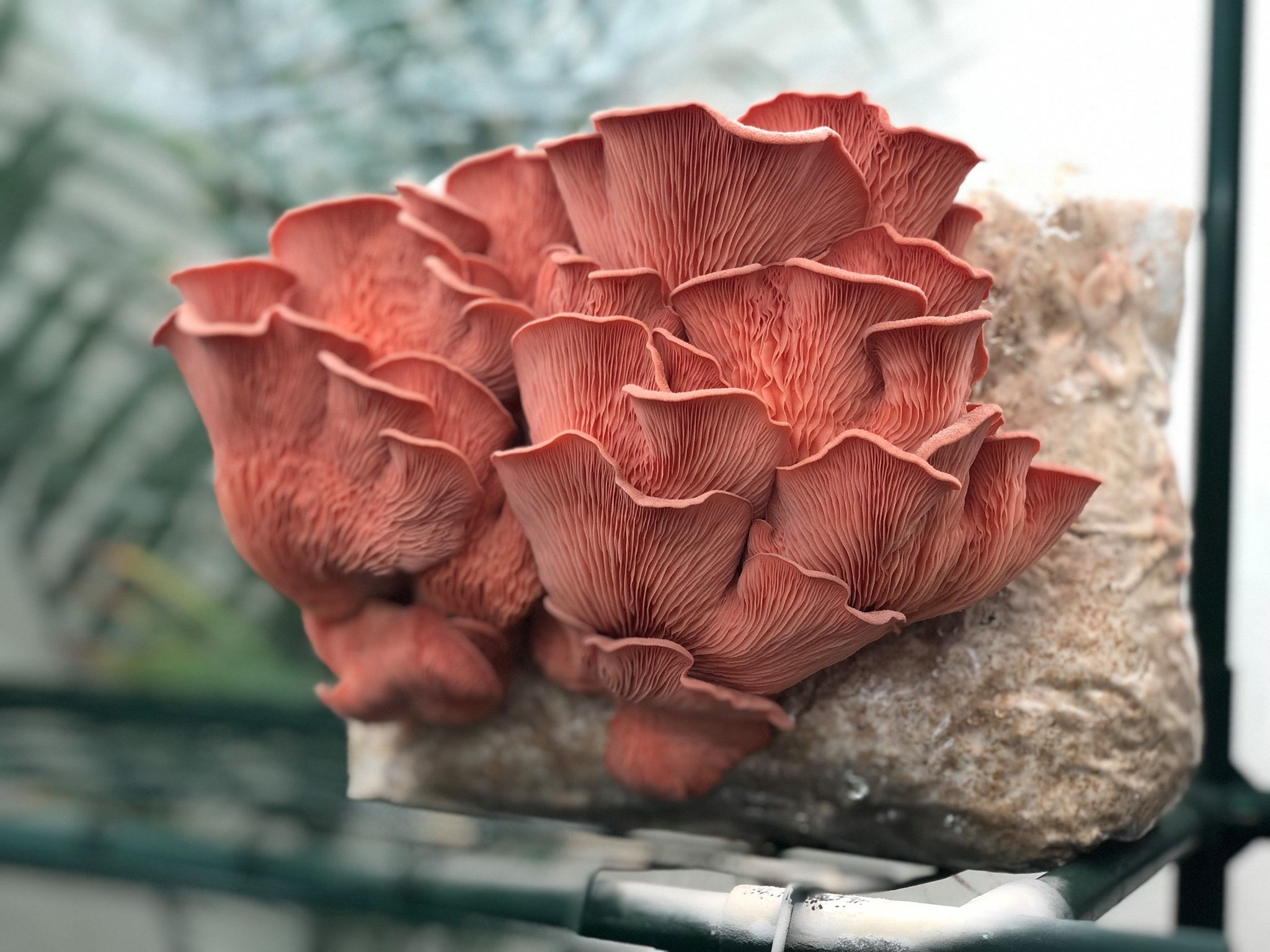 Plug spawn pack, Pink oyster mushroom, Pleurotus djamor, Mushroom cultivation, 2050x1540 HD Desktop