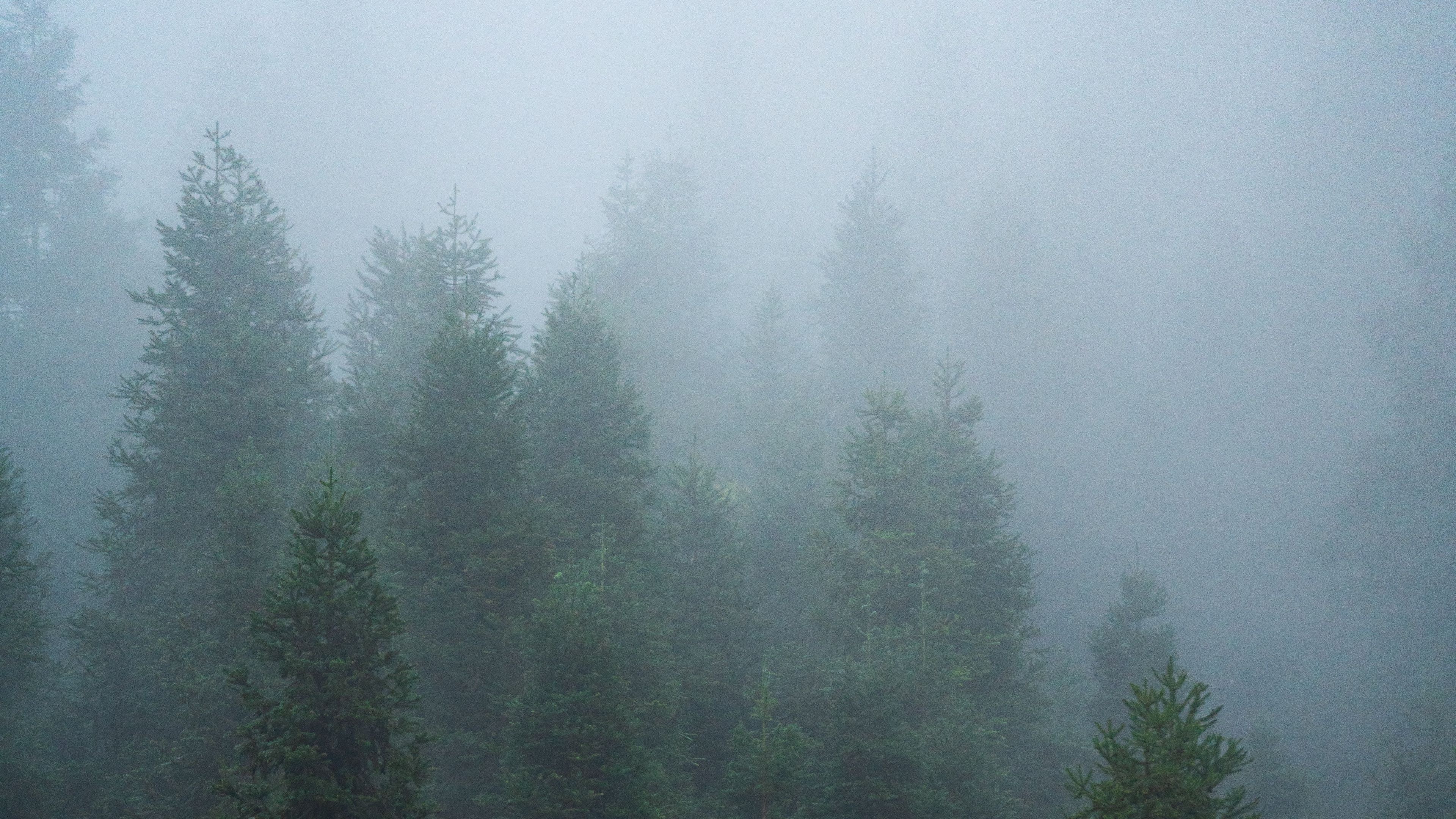 Foggy spruce forest, Mysterious ambiance, Nature's veil, Dark wallpaper, 3840x2160 4K Desktop