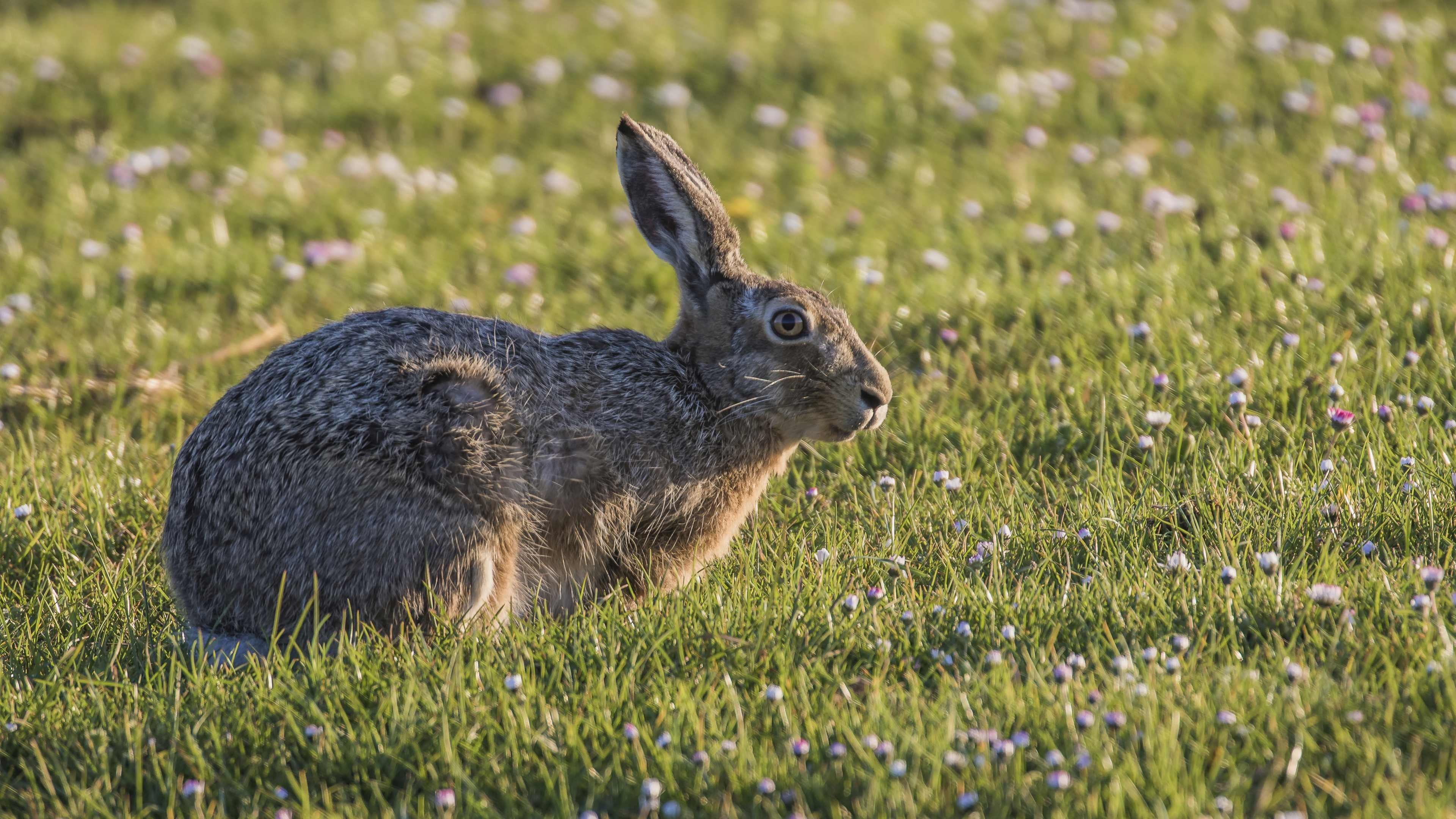 Hare species, Mammal diversity, PBO site, Nature's beauty, 3840x2160 4K Desktop